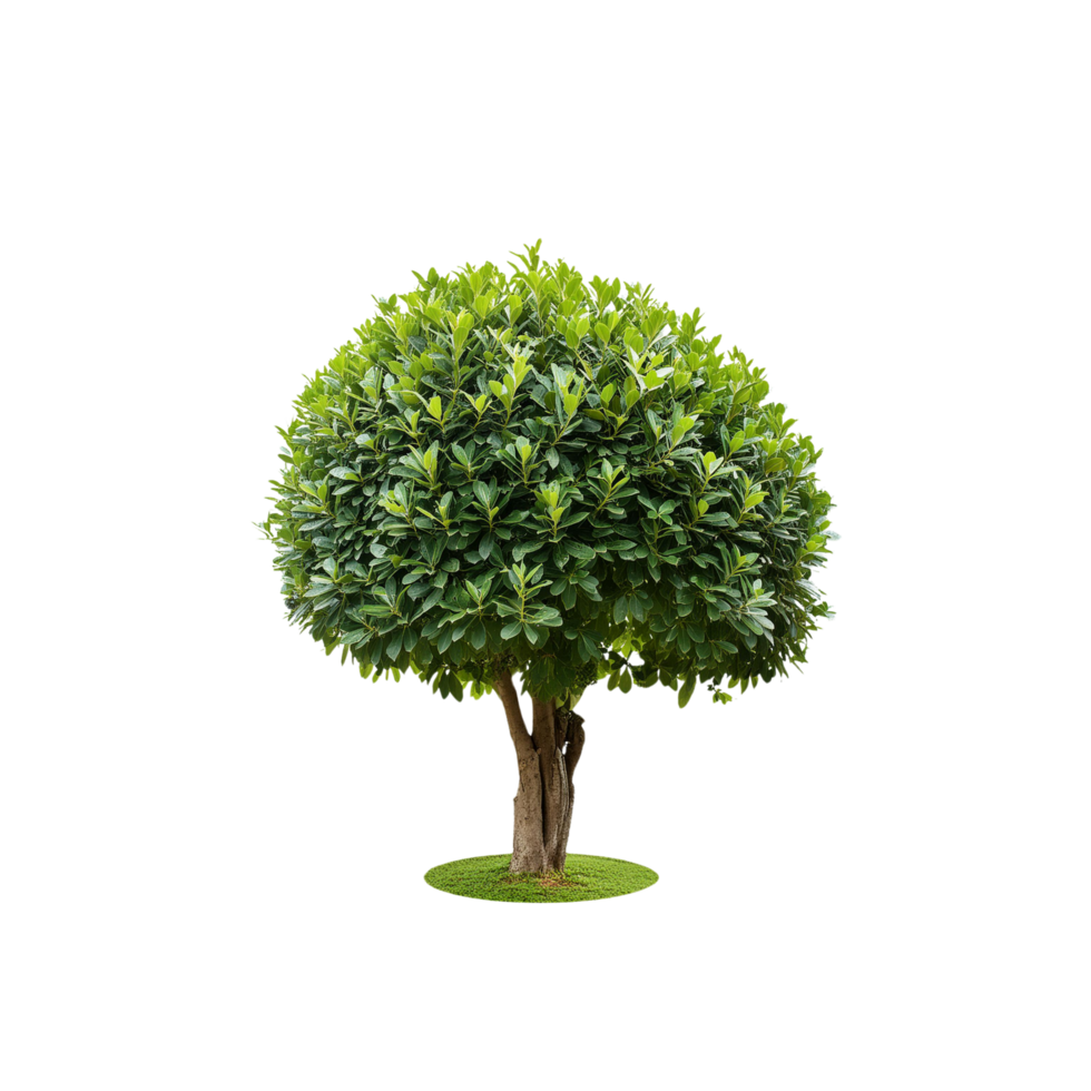 Tropical Serene Tree 3D Illustrations Cut on Transparent Background png