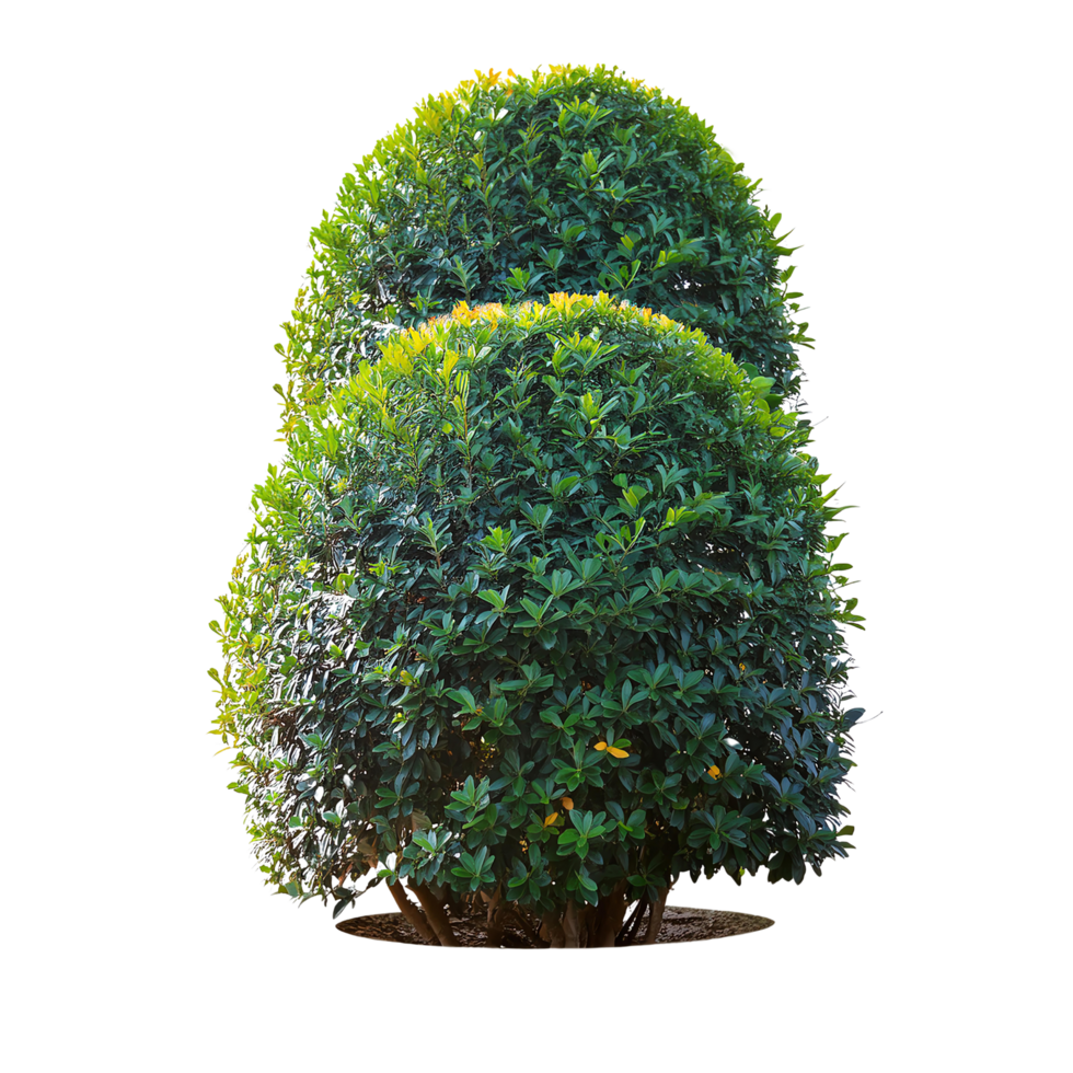 Tropical Serene Tree 3D Illustrations Cut on Transparent Background png