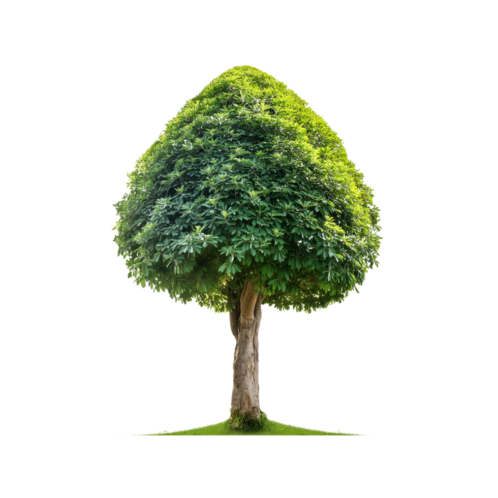 Tropical Serene Tree 3D Illustrations Cut on Transparent Background png