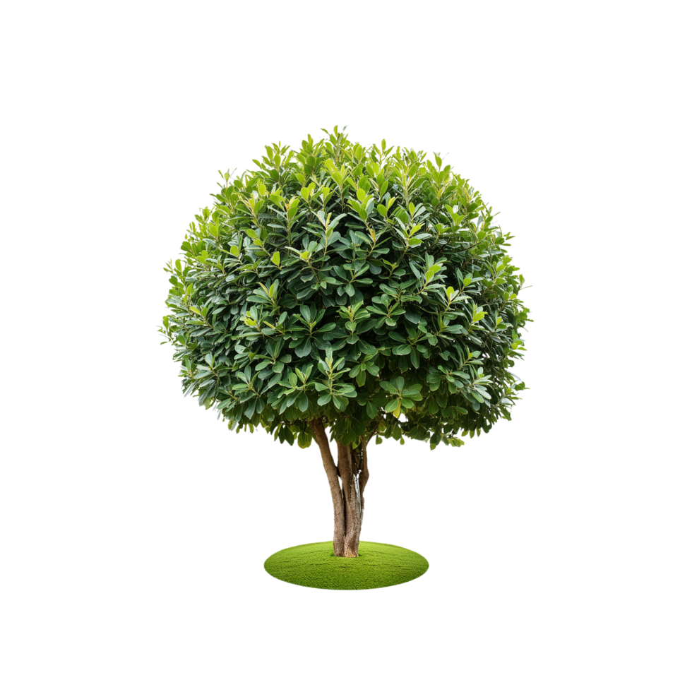 Tropical Serene Tree 3D Illustrations Cut on Transparent Background png