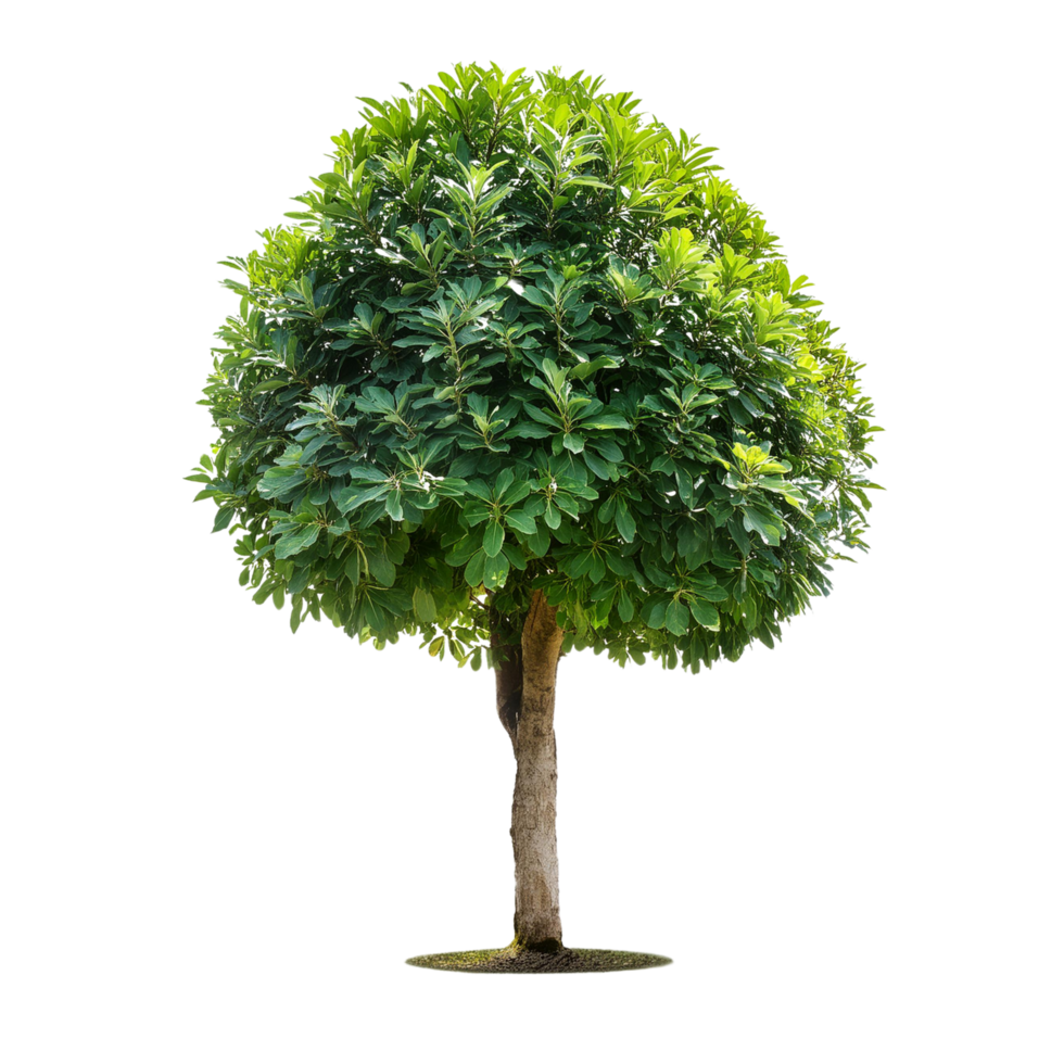 Tropical Serene Tree 3D Illustrations Cut on Transparent Background png