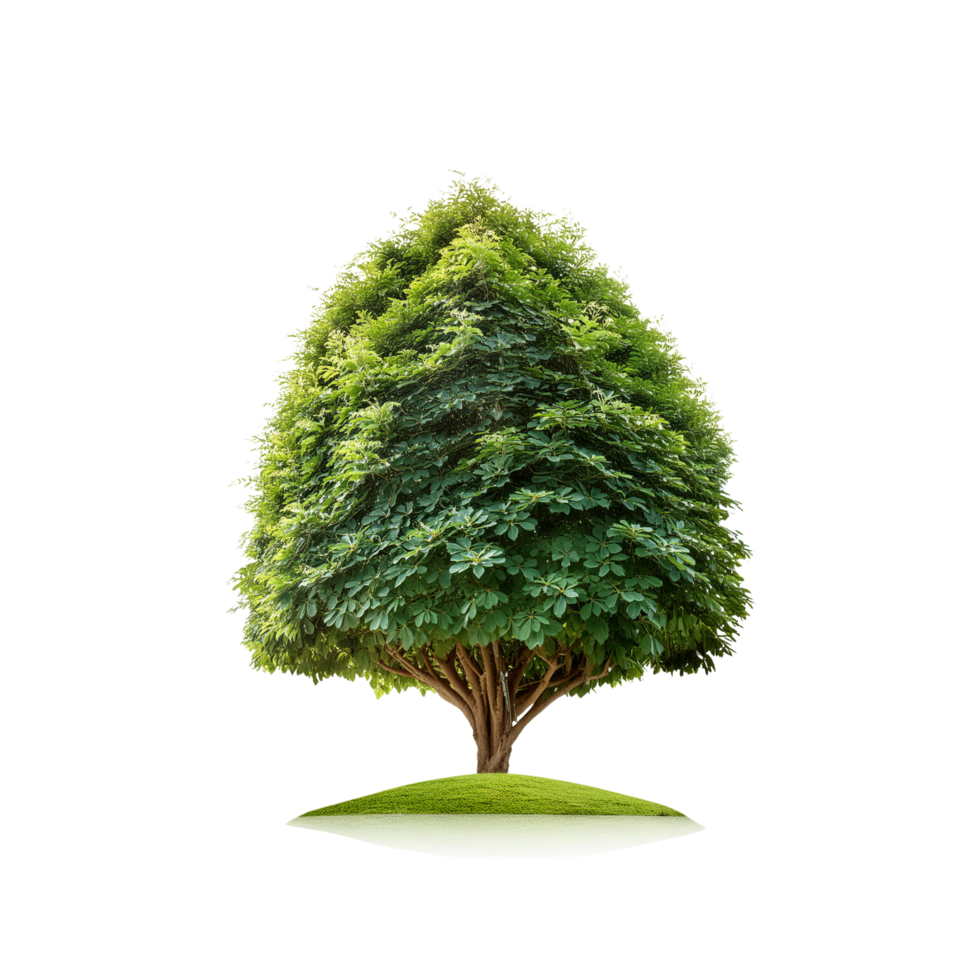 Tropical Serene Tree 3D Illustrations Cut on Transparent Background png