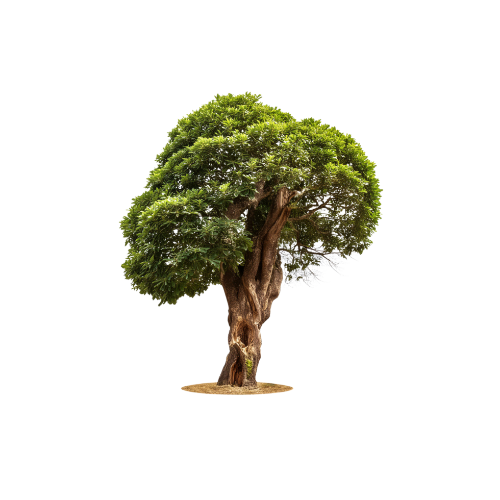 Tropical Serene Tree 3D Illustrations Cut on Transparent Background png