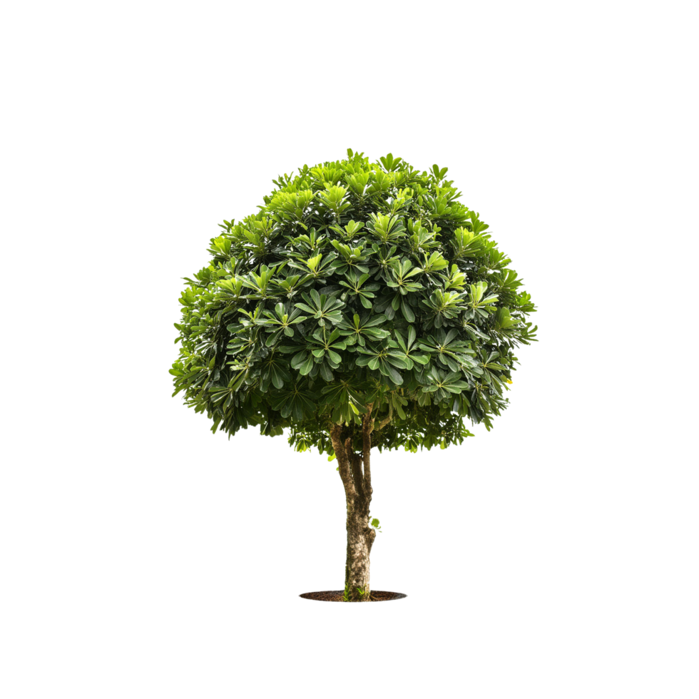 Tropical Serene Tree 3D Illustrations Cut on Transparent Background png
