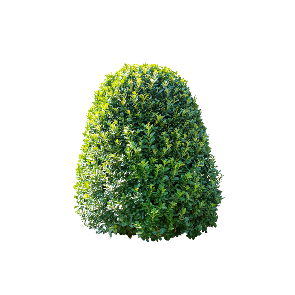 Tropical Serene Tree 3D Illustrations Cut on Transparent Background png