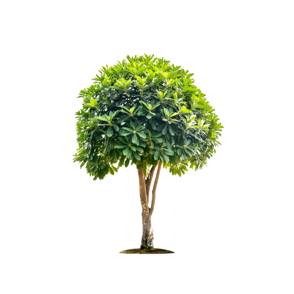 Tropical Serene Tree 3D Illustrations Cut on Transparent Background png