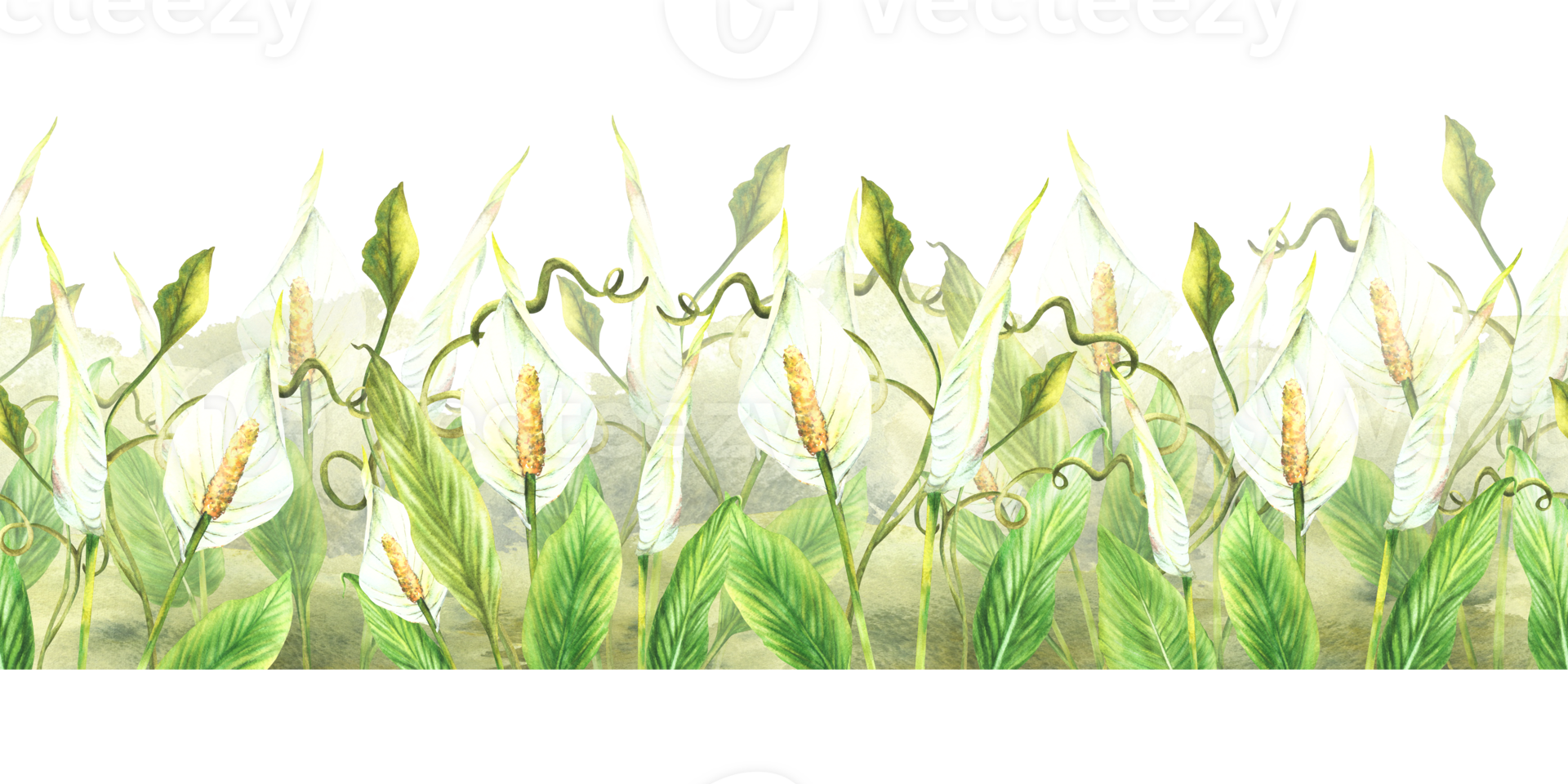 Tropical flowers and leaves seamless border White exotic buds with green creeper, Anthurium Curly greenery on watercolor splashes background Horizontal flat edge pattern Painted illustration Isolated png