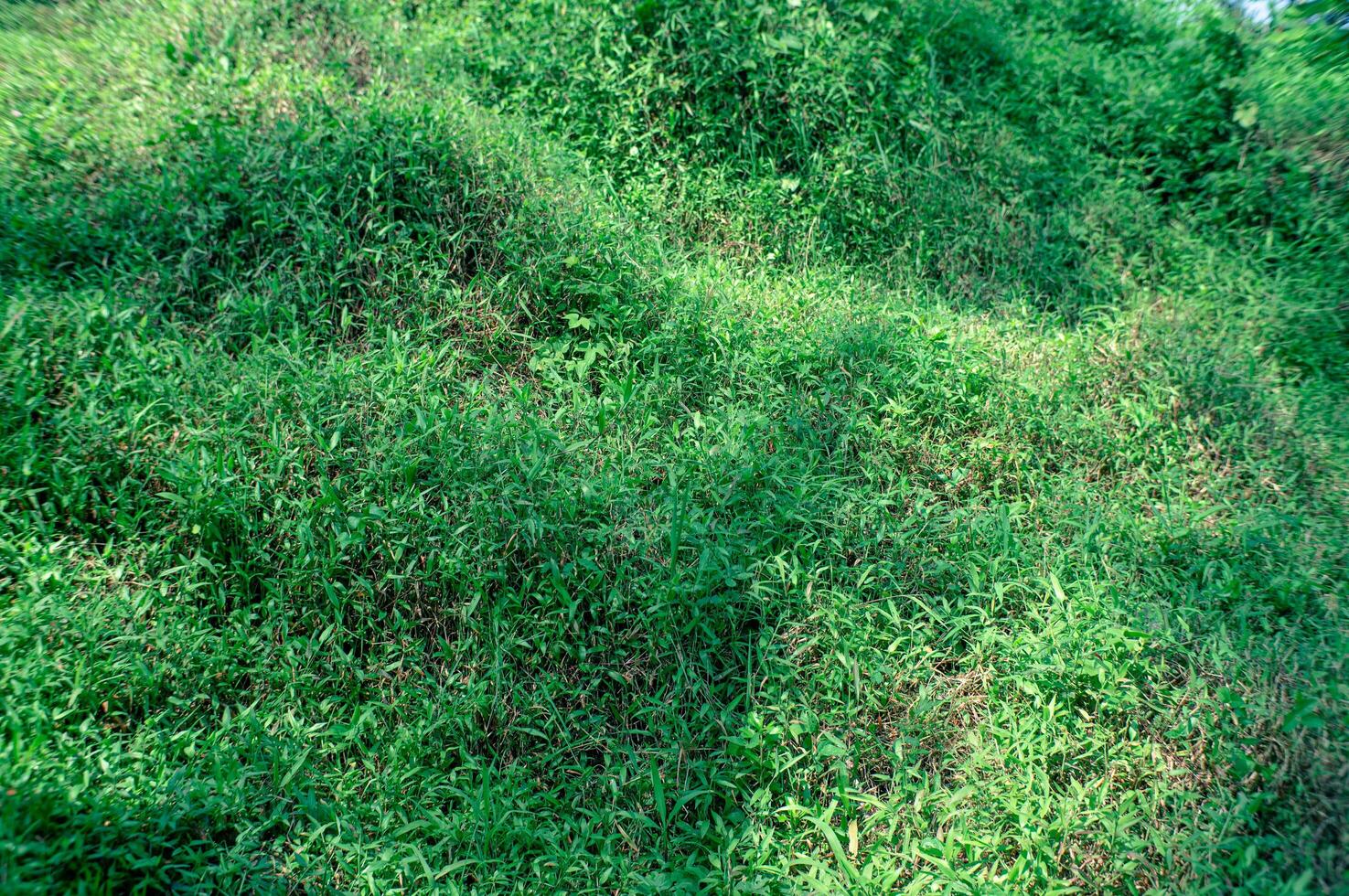 background of a collection of green wild grass photo