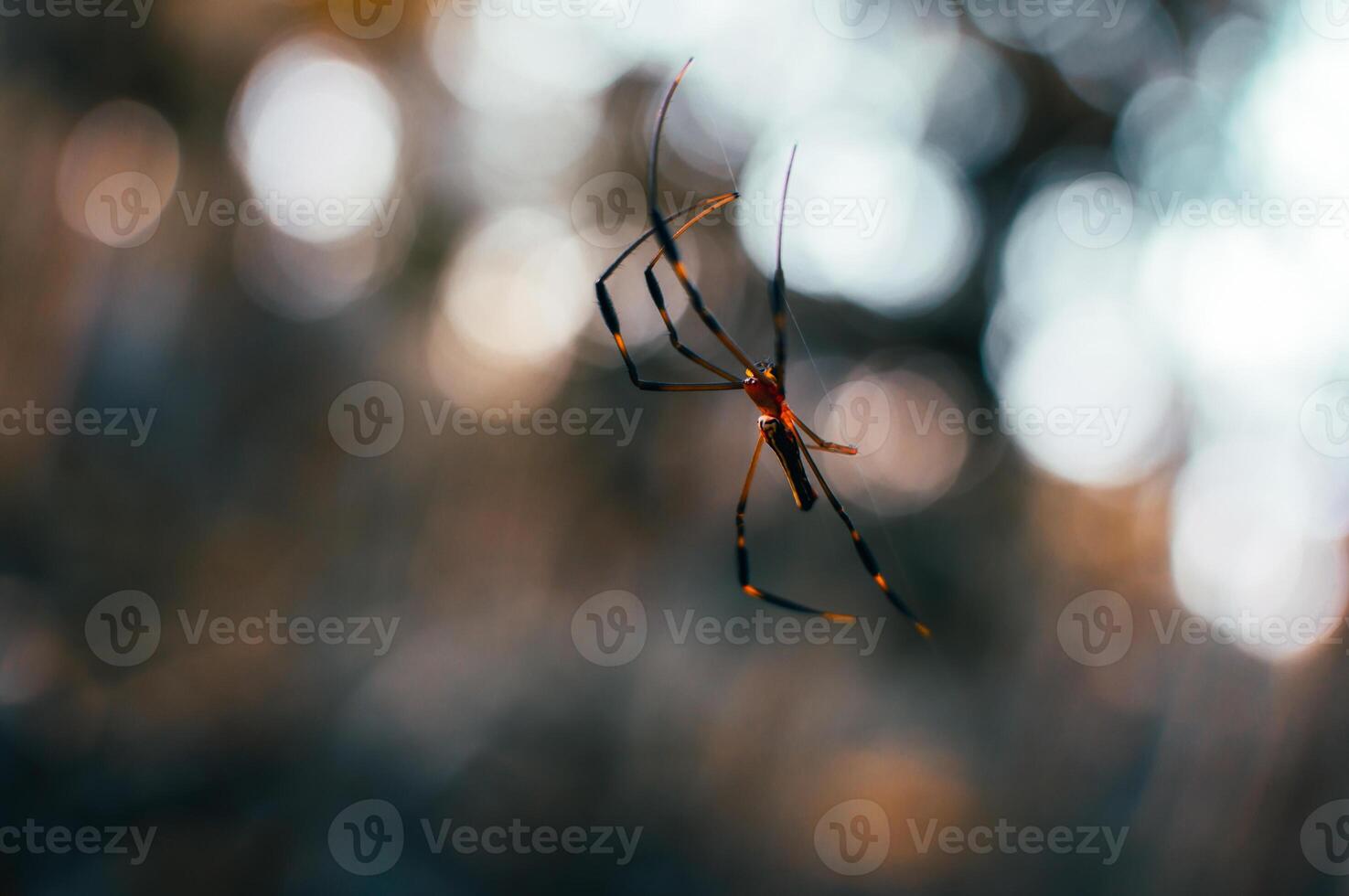 small spider hanging from its web with blurred background photo