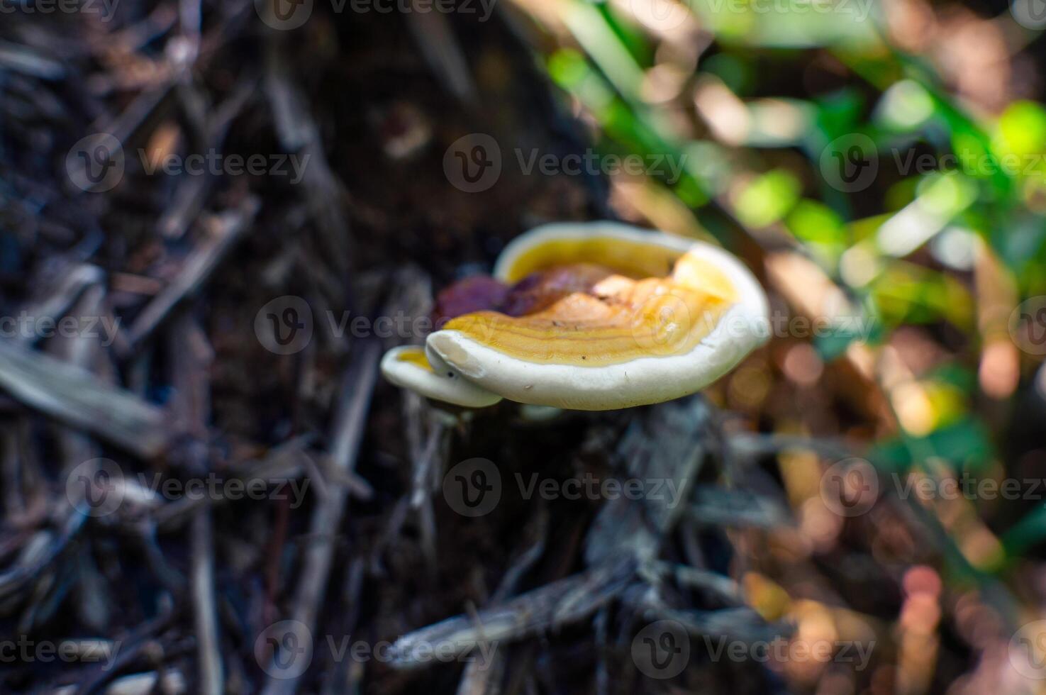 fungus that grows on dead tree trunks photo