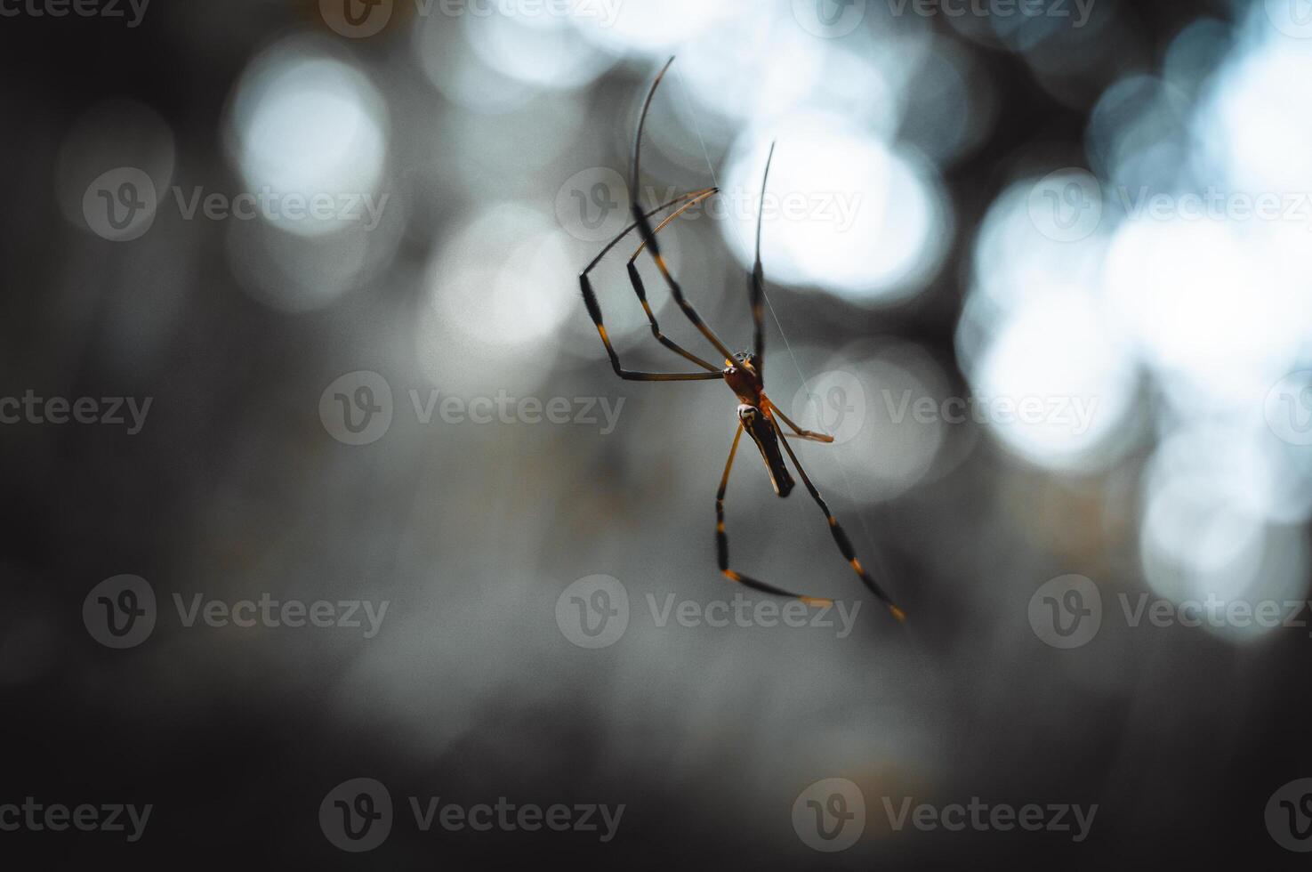 small spider hanging from its web with blurred background photo