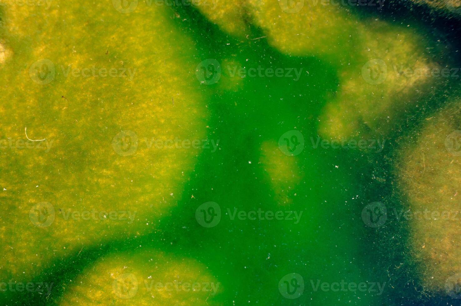 green moss attached to rocks at the bottom of the river photo