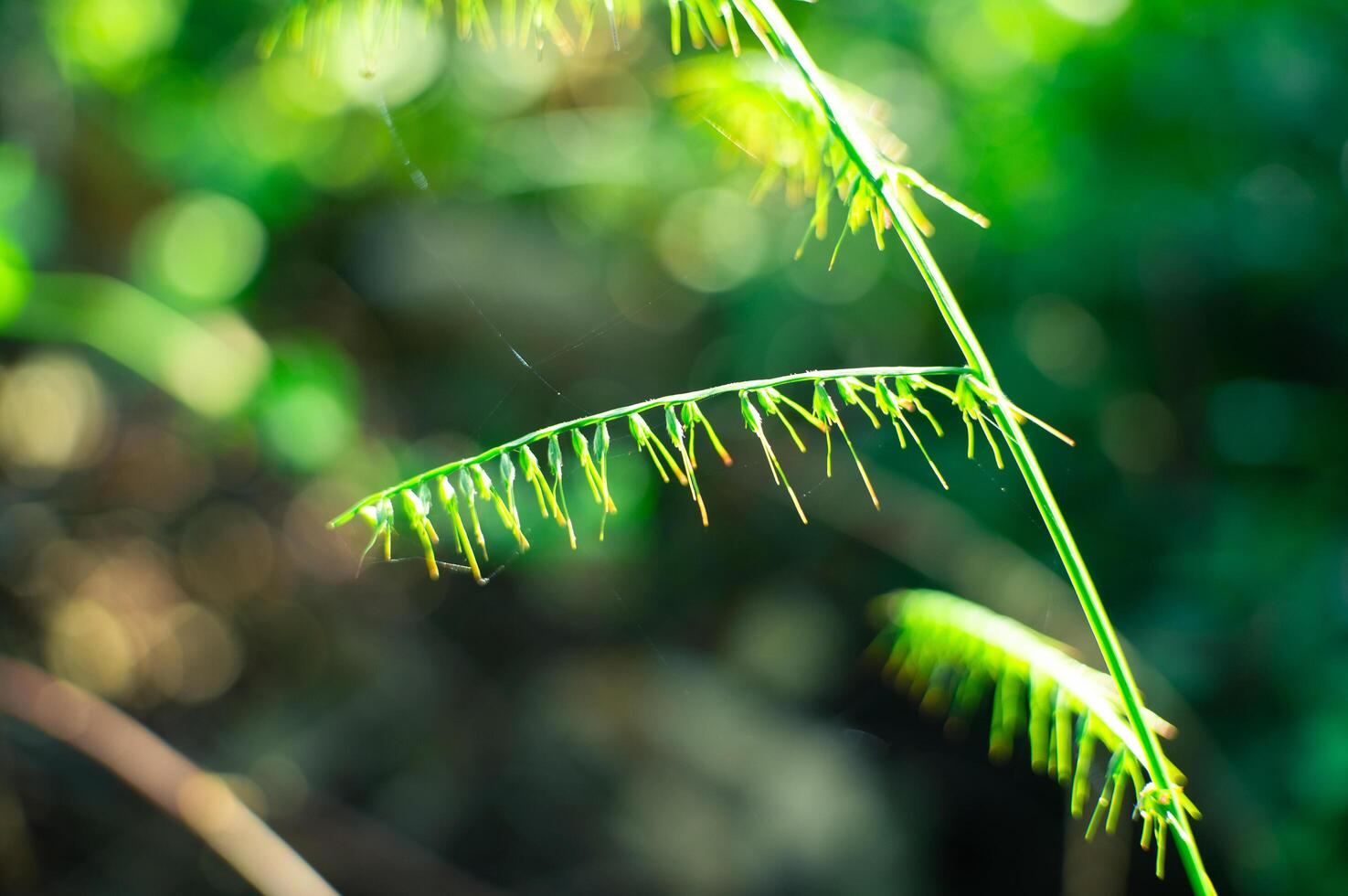 green leaf in the wild with background blur photo
