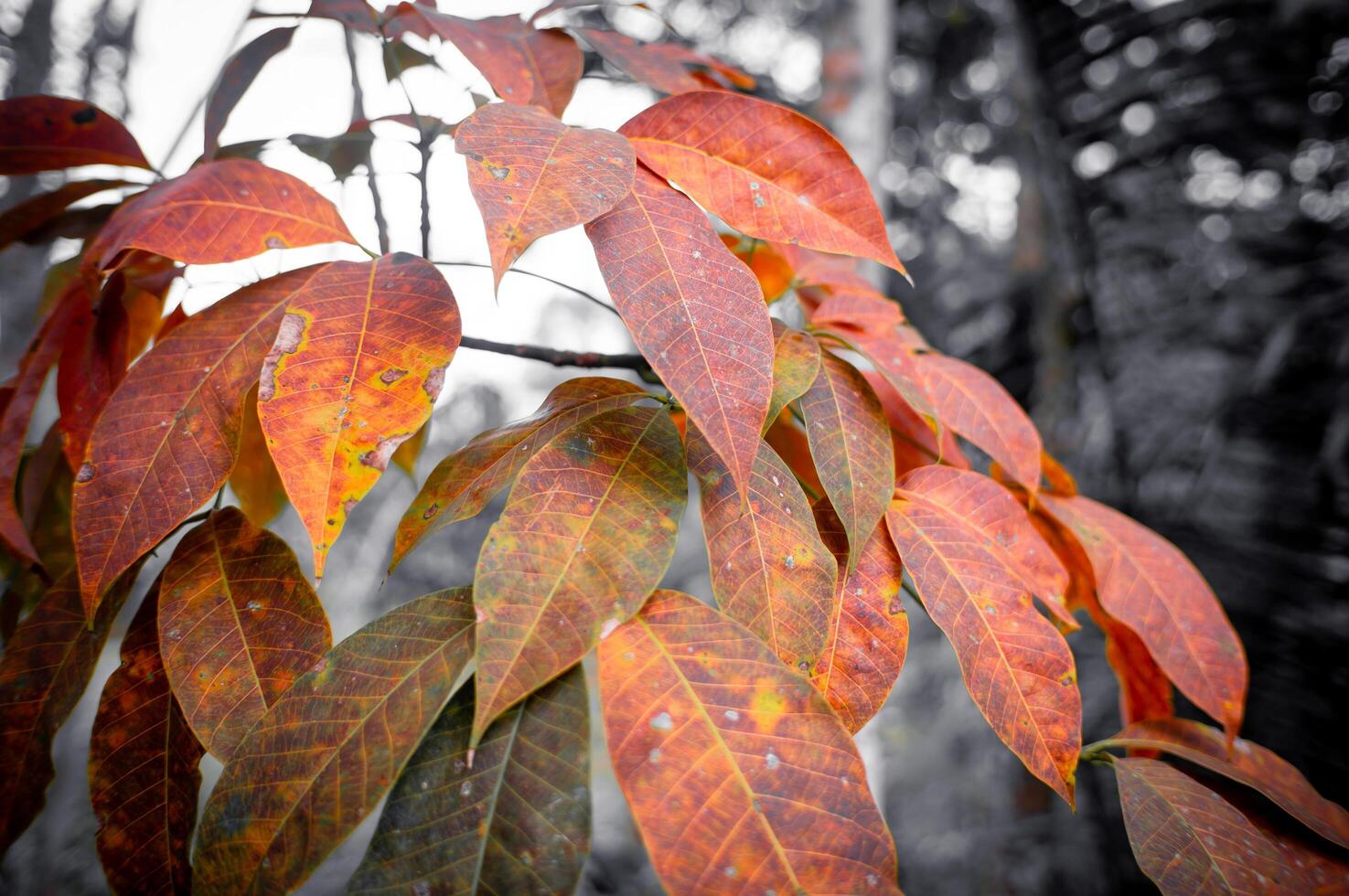 beautiful orange leaves that are about to fall photo