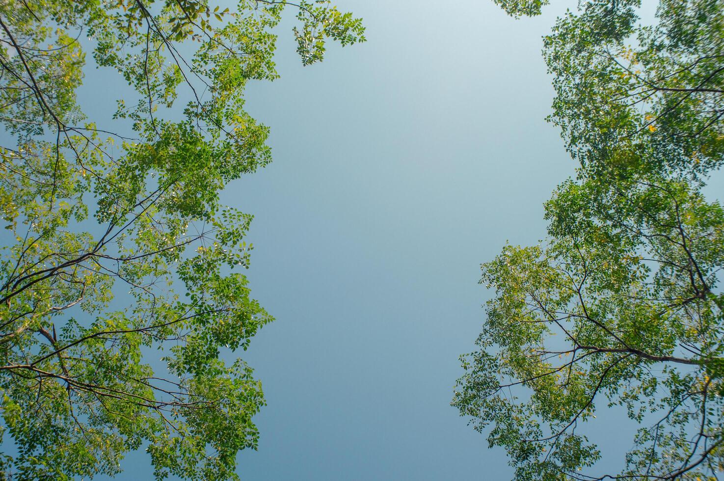 tree branches and blue sky background photo