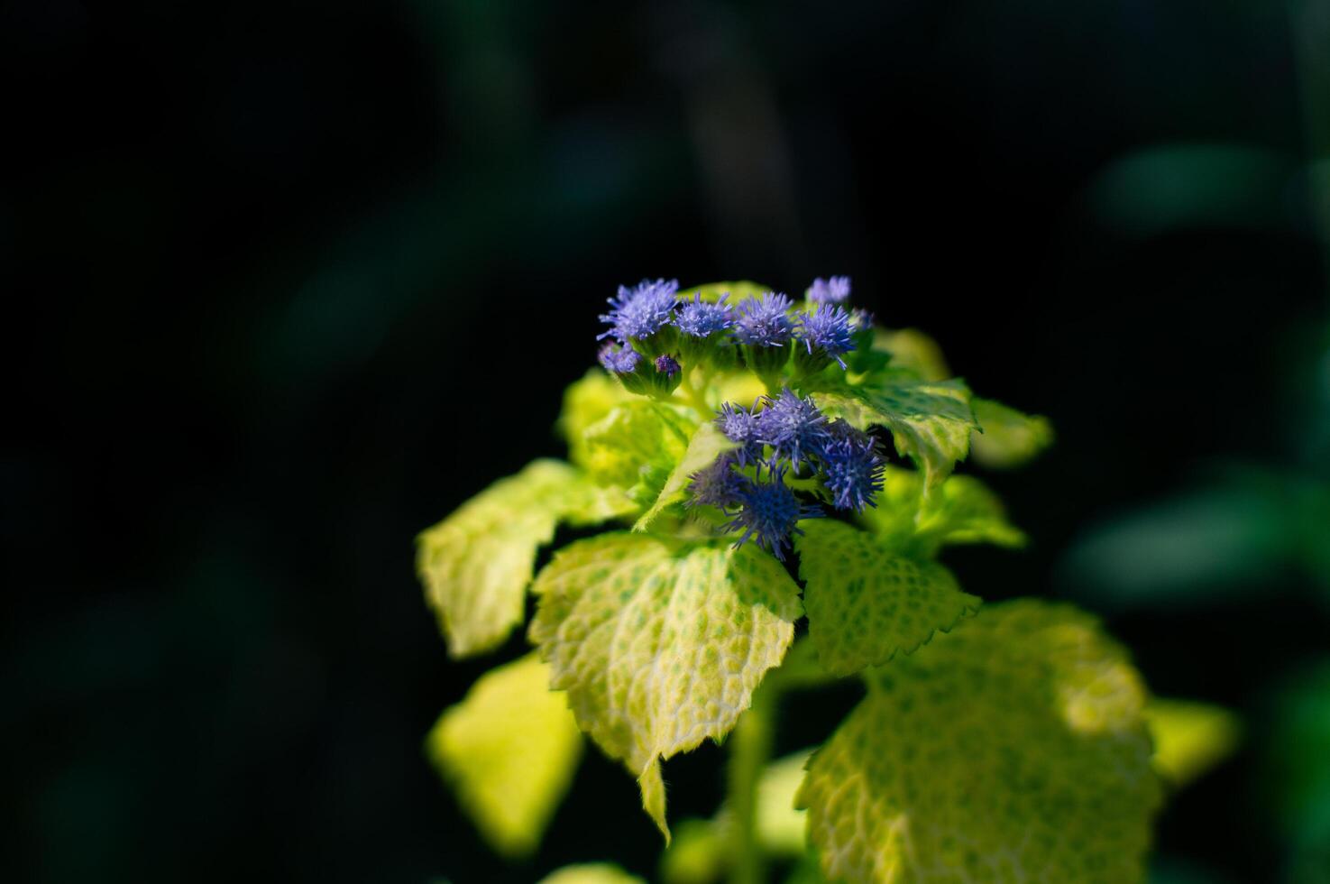 beautiful beautiful wild flowers that bloom in the forest photo