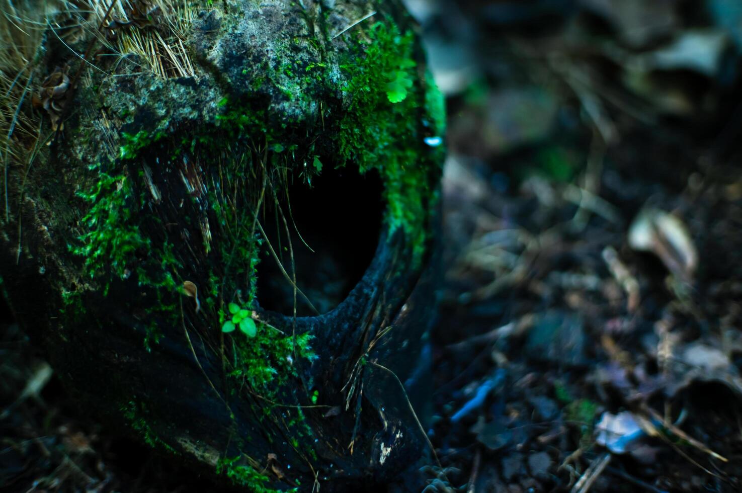 old coconuts that have become mossed photo