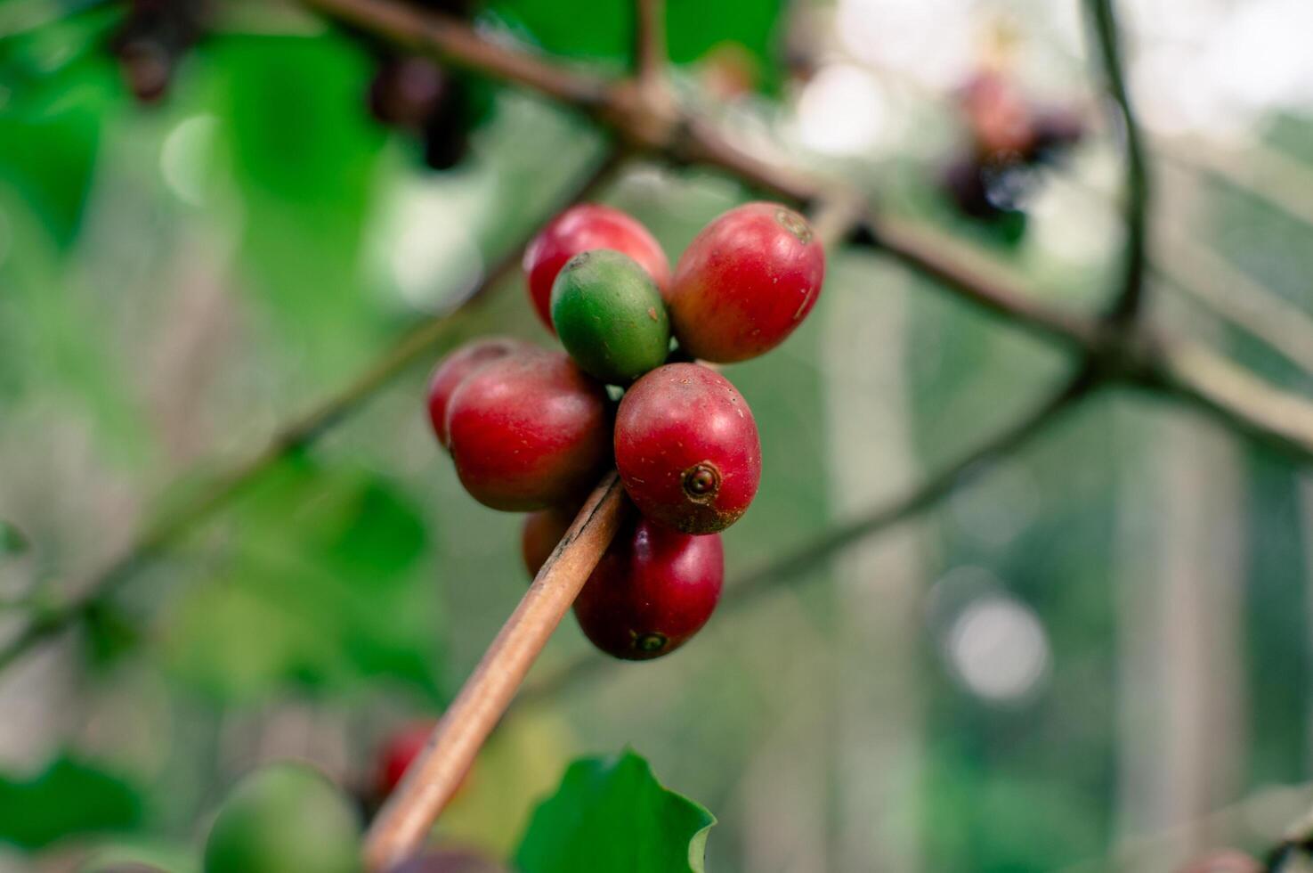 red ripe coffee berries on the tree photo