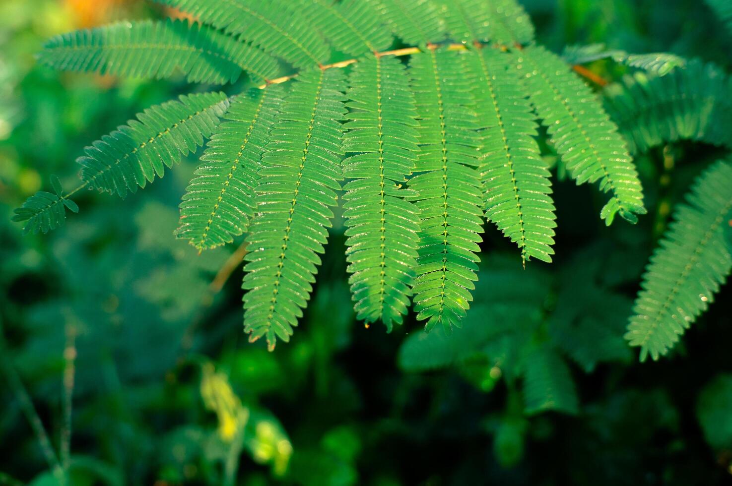 beautiful leaves in an aesthetic forest photo
