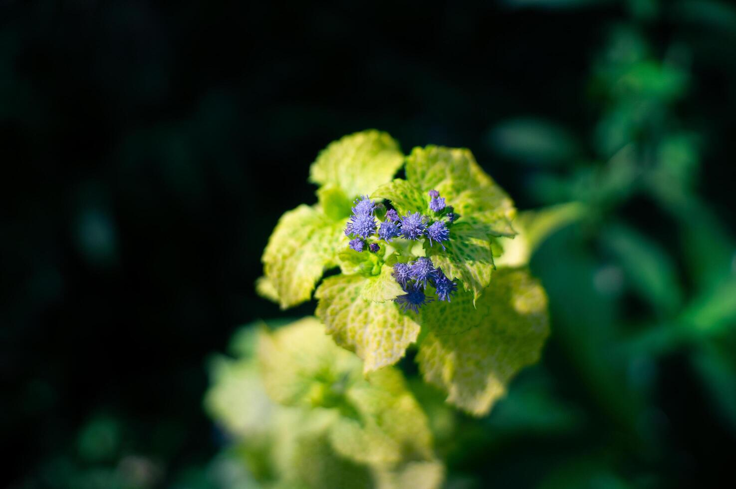 beautiful beautiful wild flowers that bloom in the forest photo