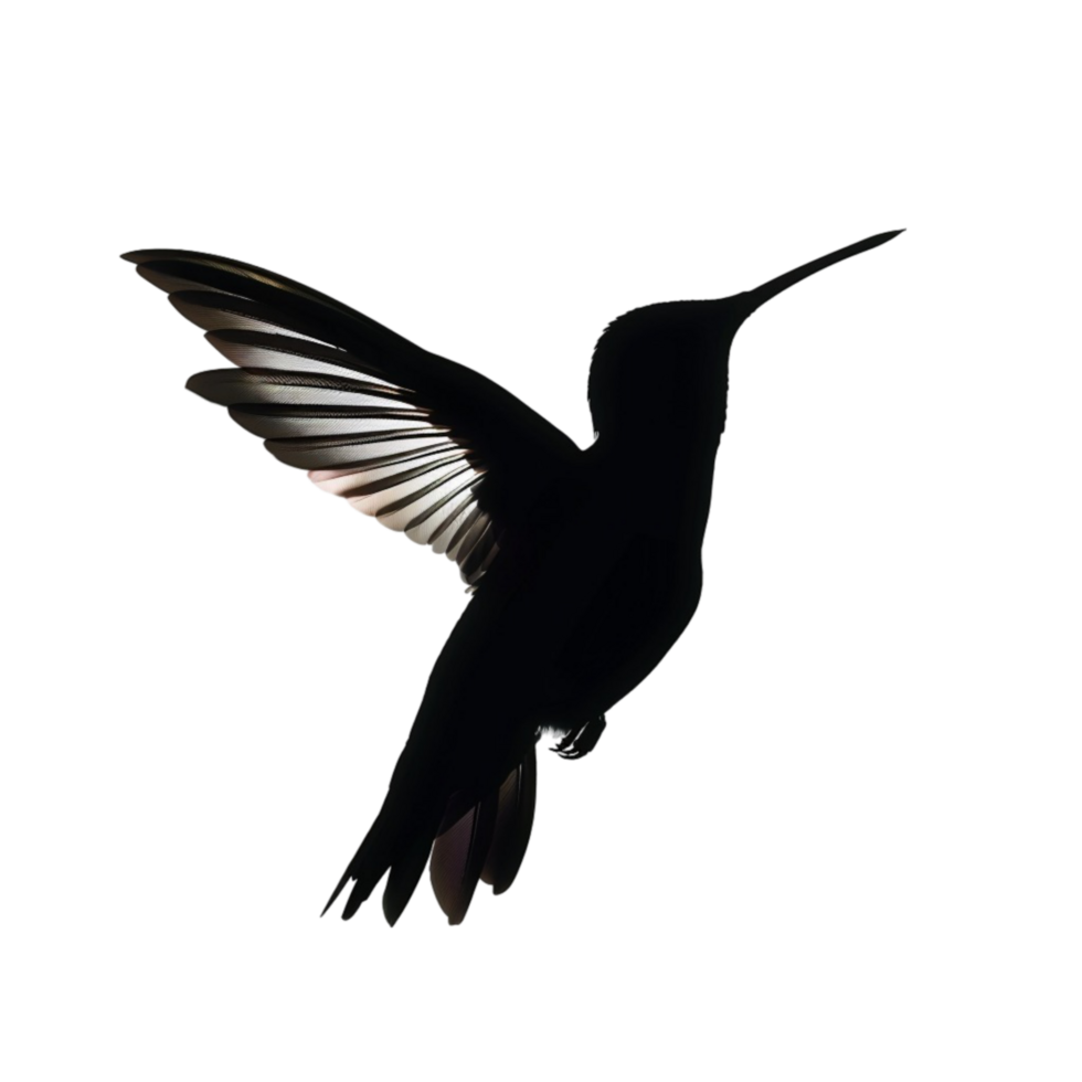 Hummingbird silhouette on transparent background. png