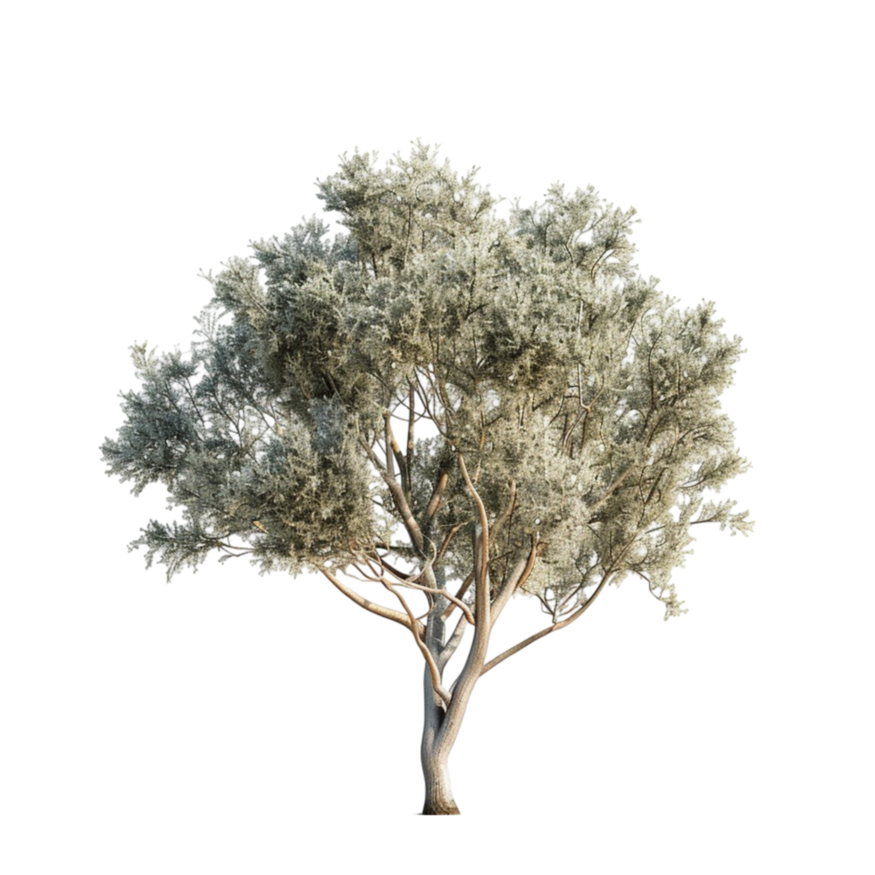 Olive tree on transparent background. png