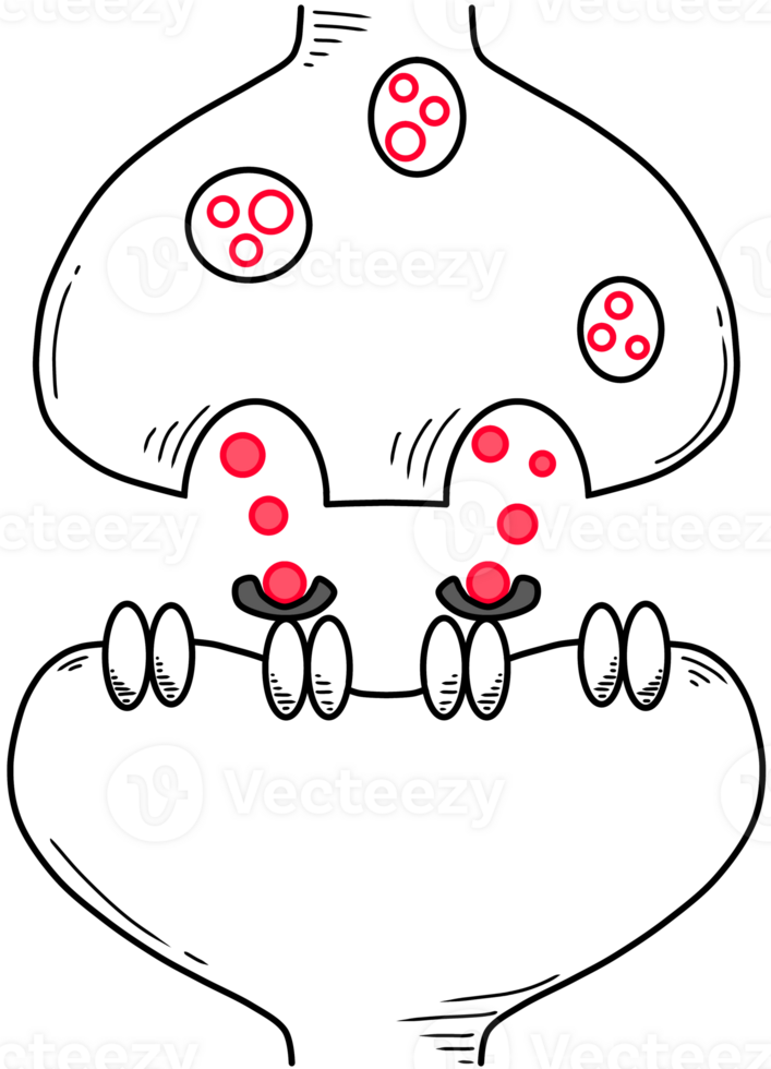 synaptic cleft and neurotransmitters created by black and red line png