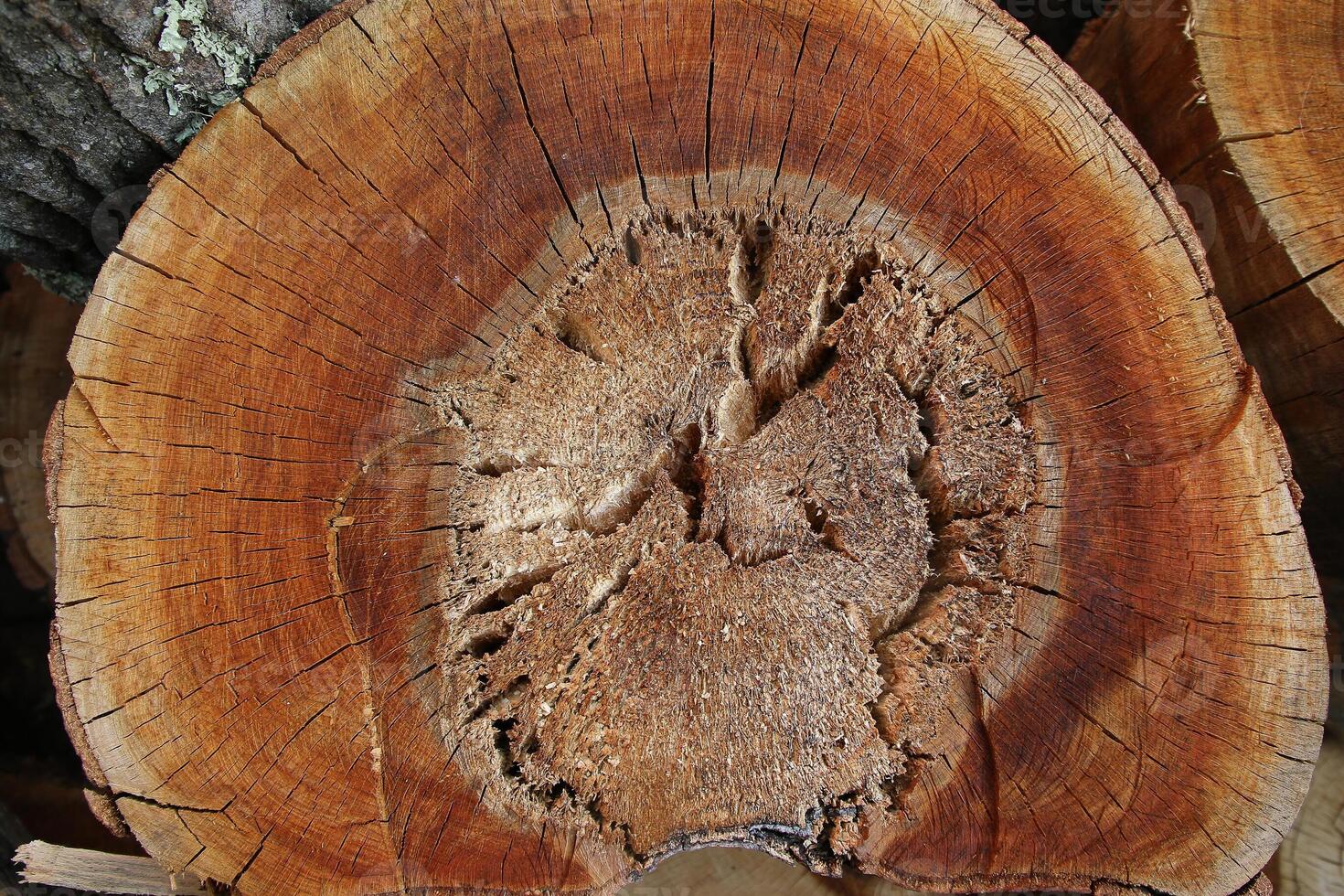 Wood texture of cut tree trunk, close-up photo