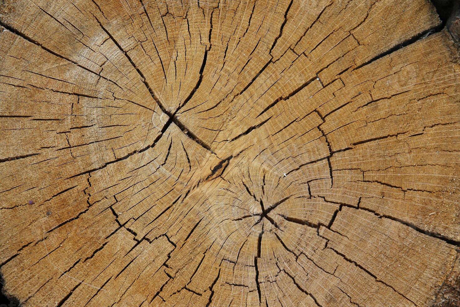 Wood texture of cut tree trunk, close-up photo