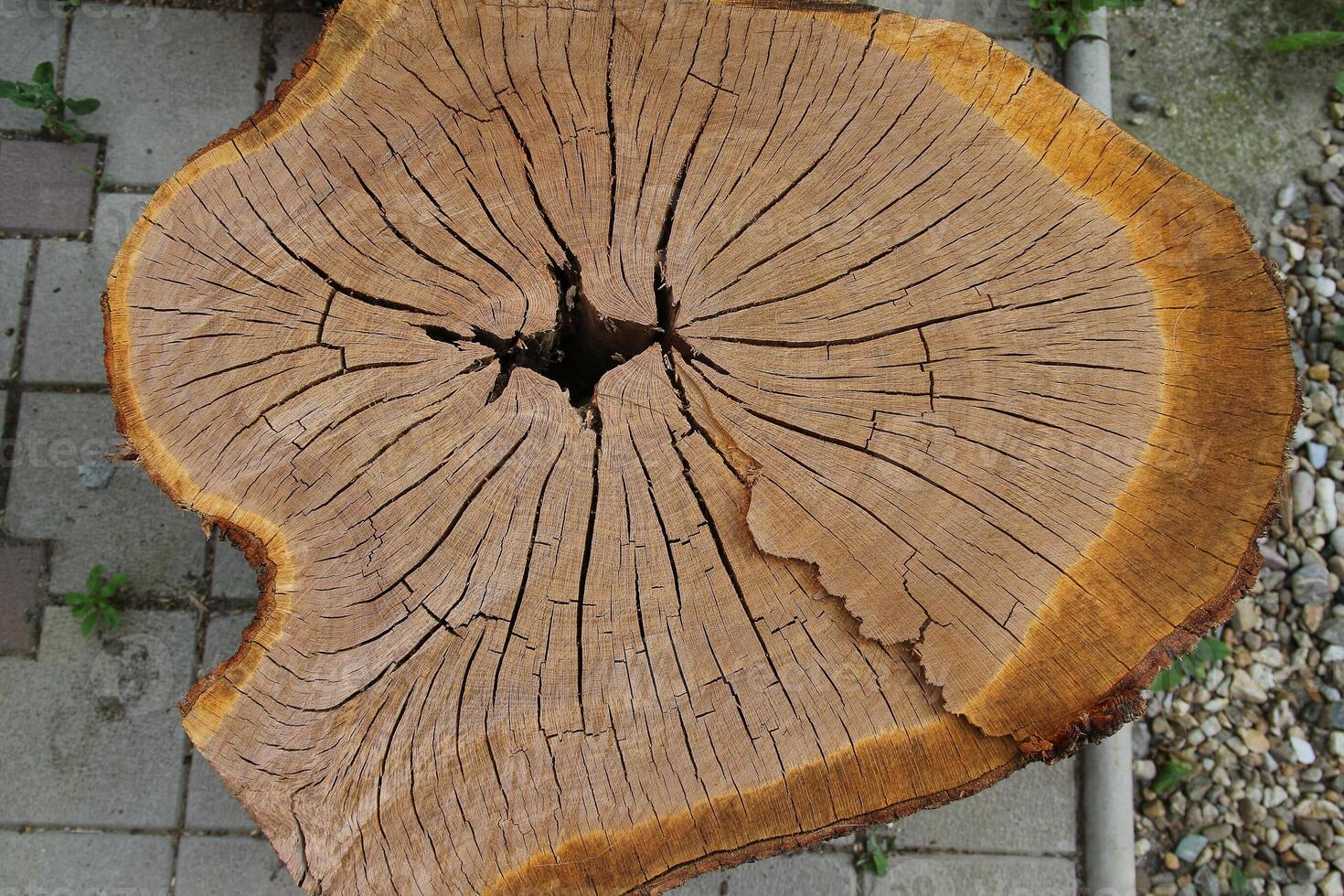 Wood texture of cut tree trunk, close-up photo