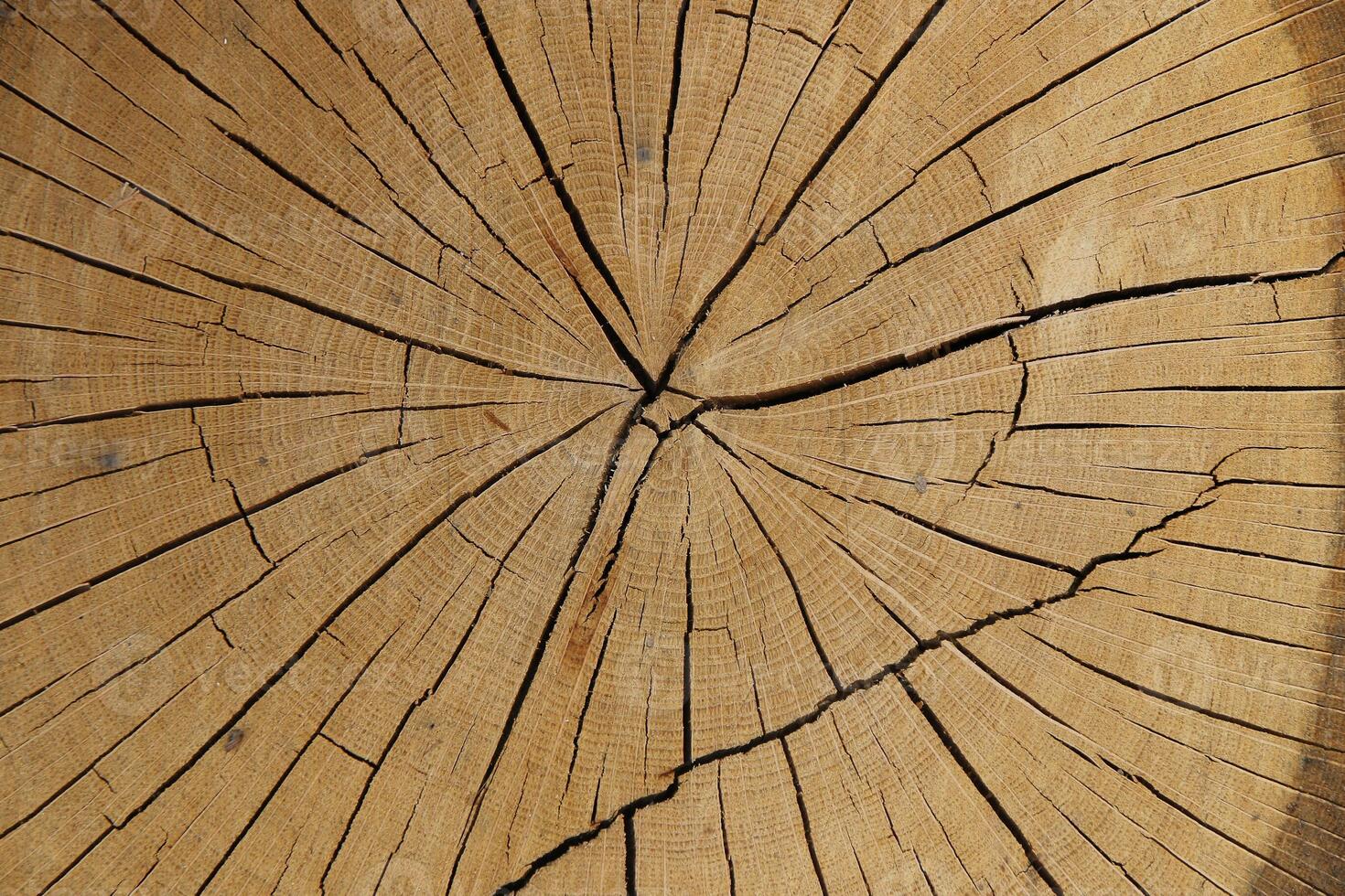 Wood texture of cut tree trunk, close-up photo