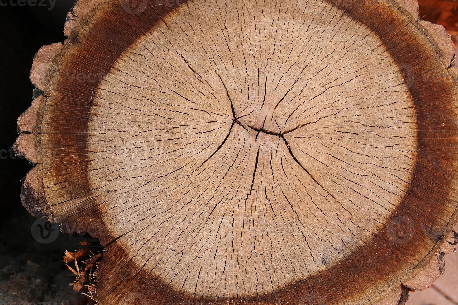 Wood texture of cut tree trunk, close-up photo