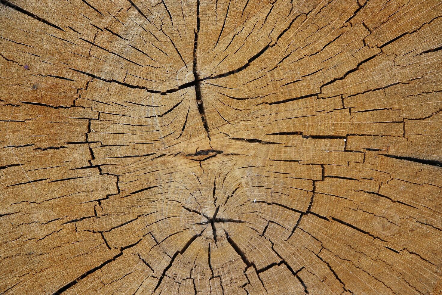 Wood texture of cut tree trunk, close-up photo