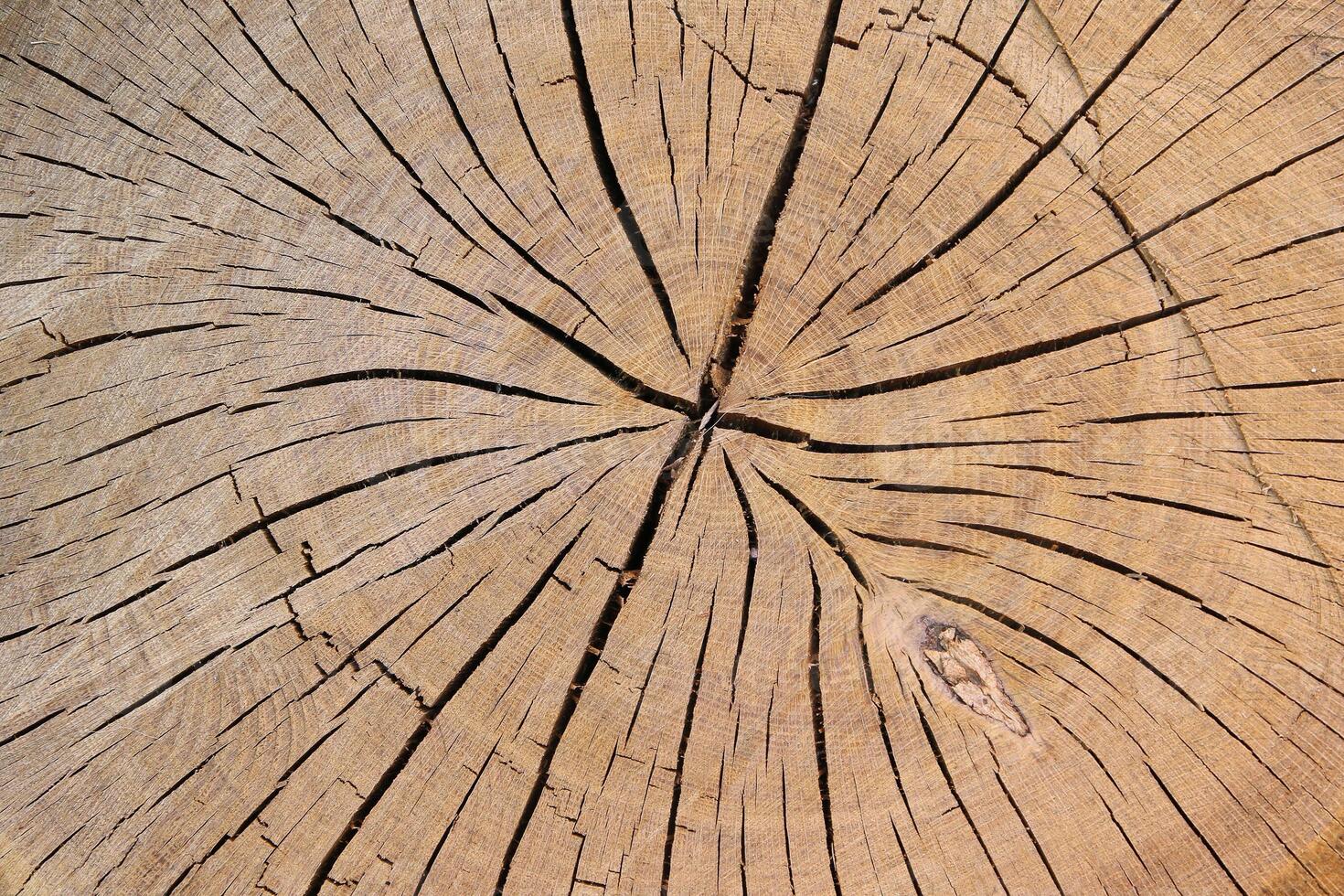 Wood texture of cut tree trunk, close-up photo