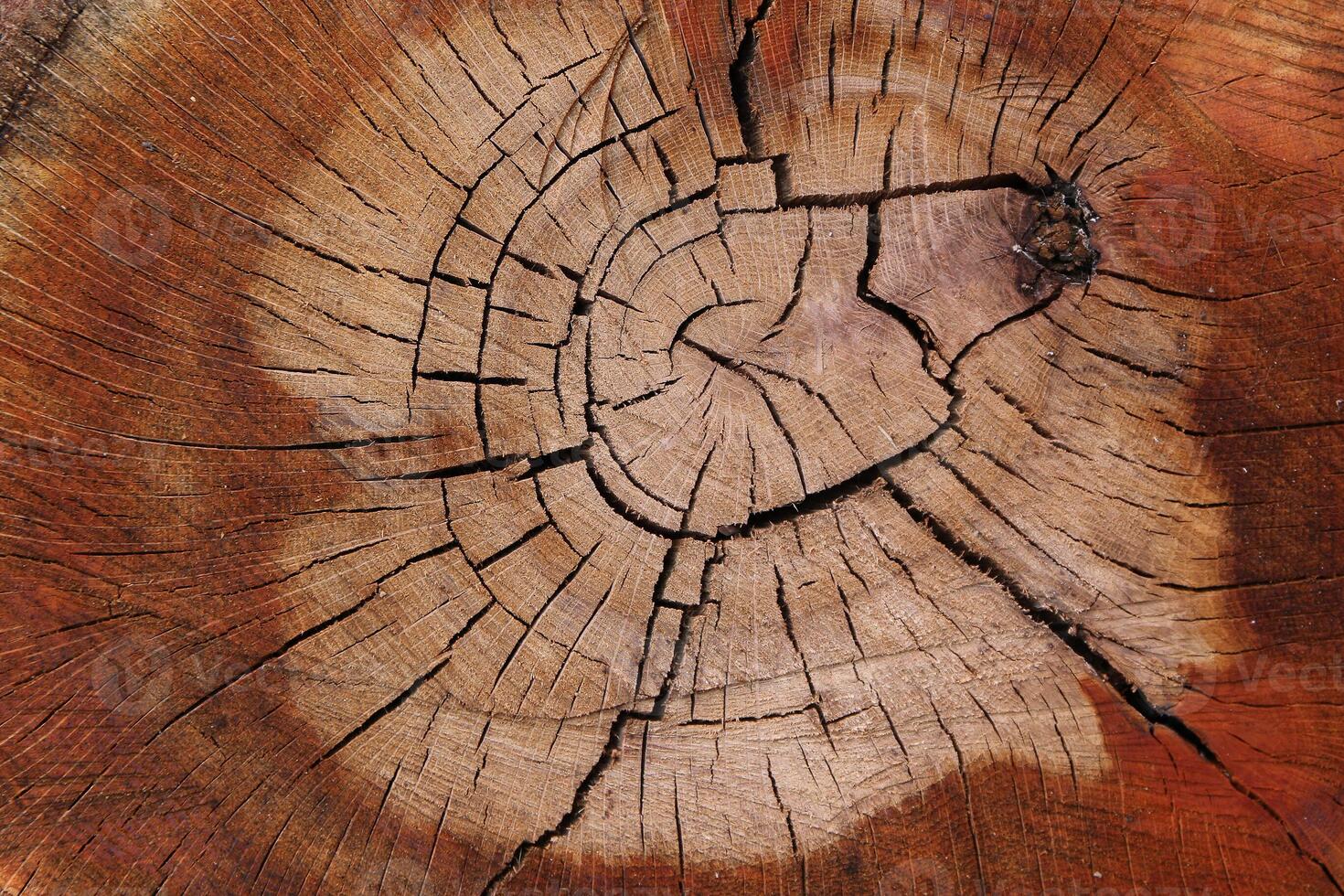 Wood texture of cut tree trunk, close-up photo