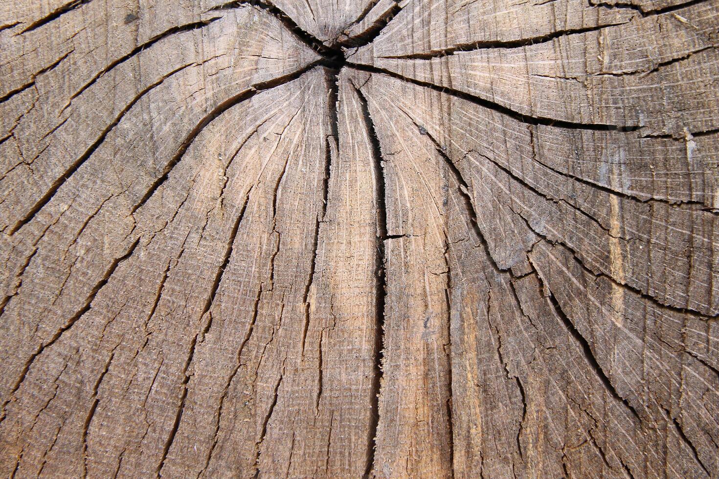 Wood texture of cut tree trunk, close-up photo