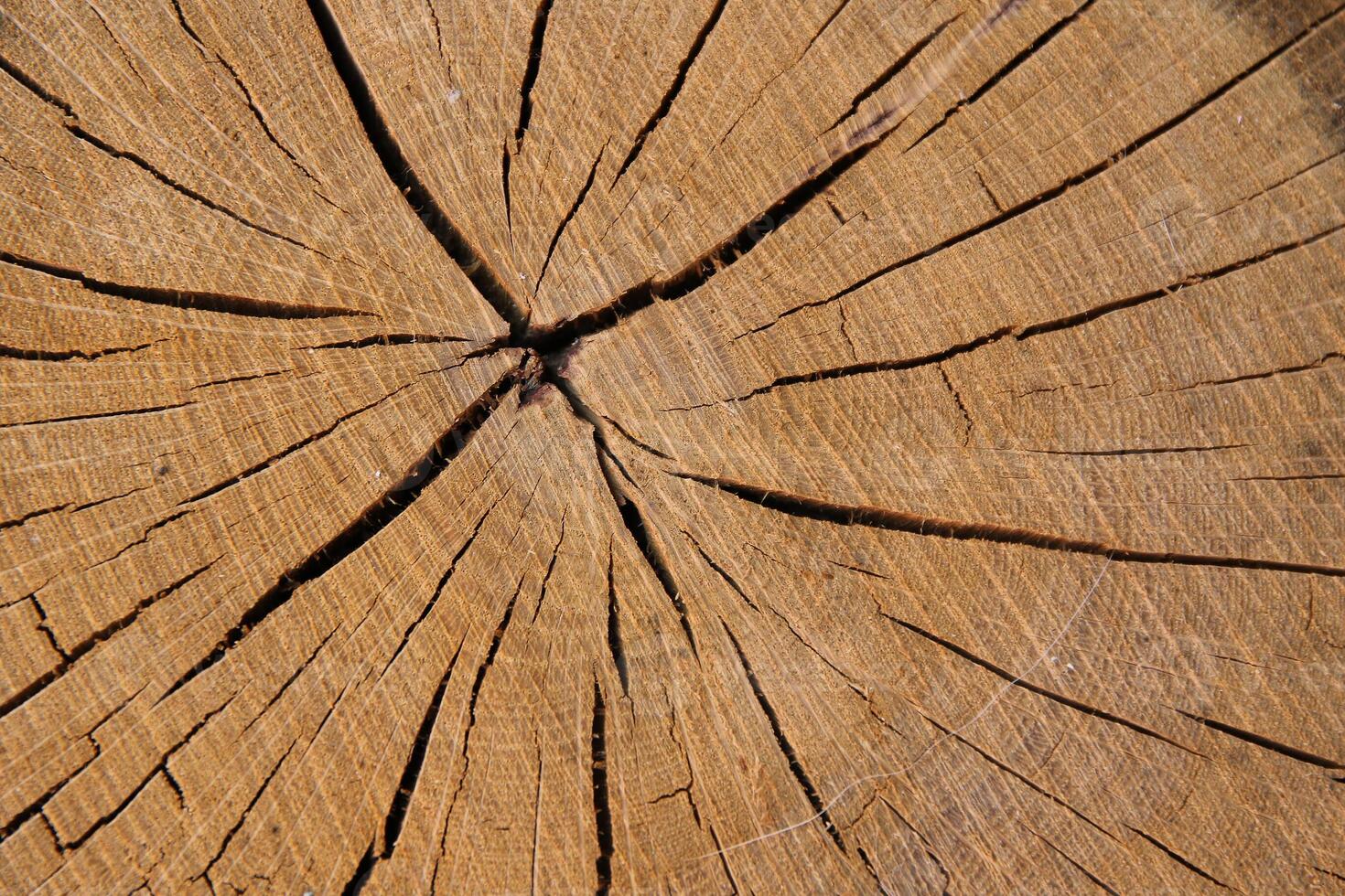 Wood texture of cut tree trunk, close-up photo