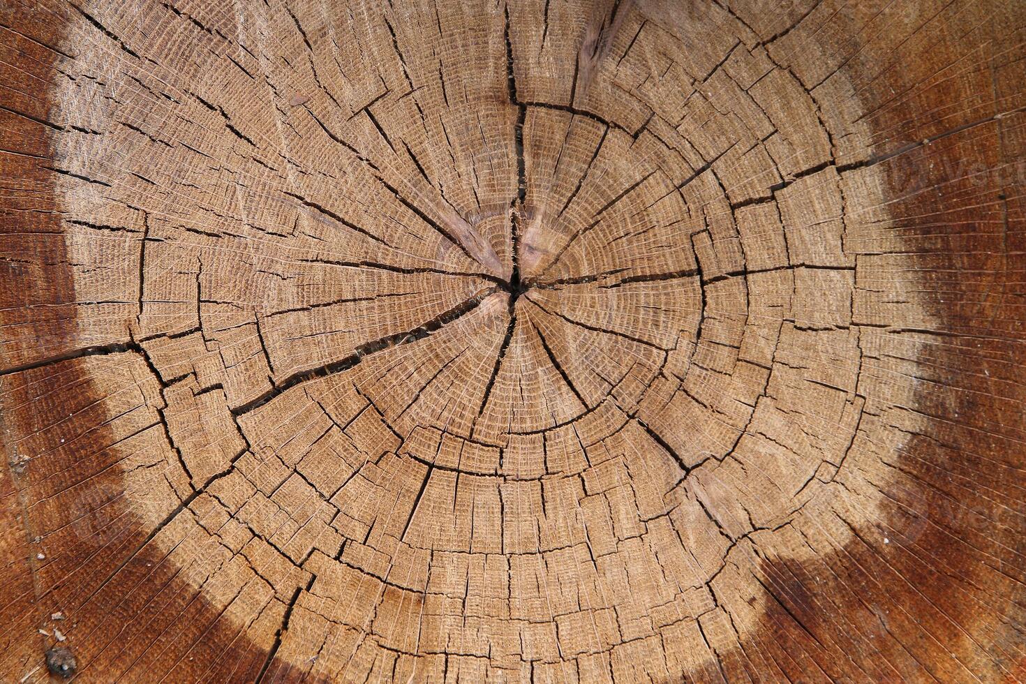Wood texture of cut tree trunk, close-up photo