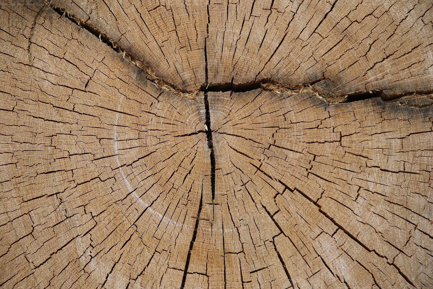 Wood texture of cut tree trunk, close-up photo