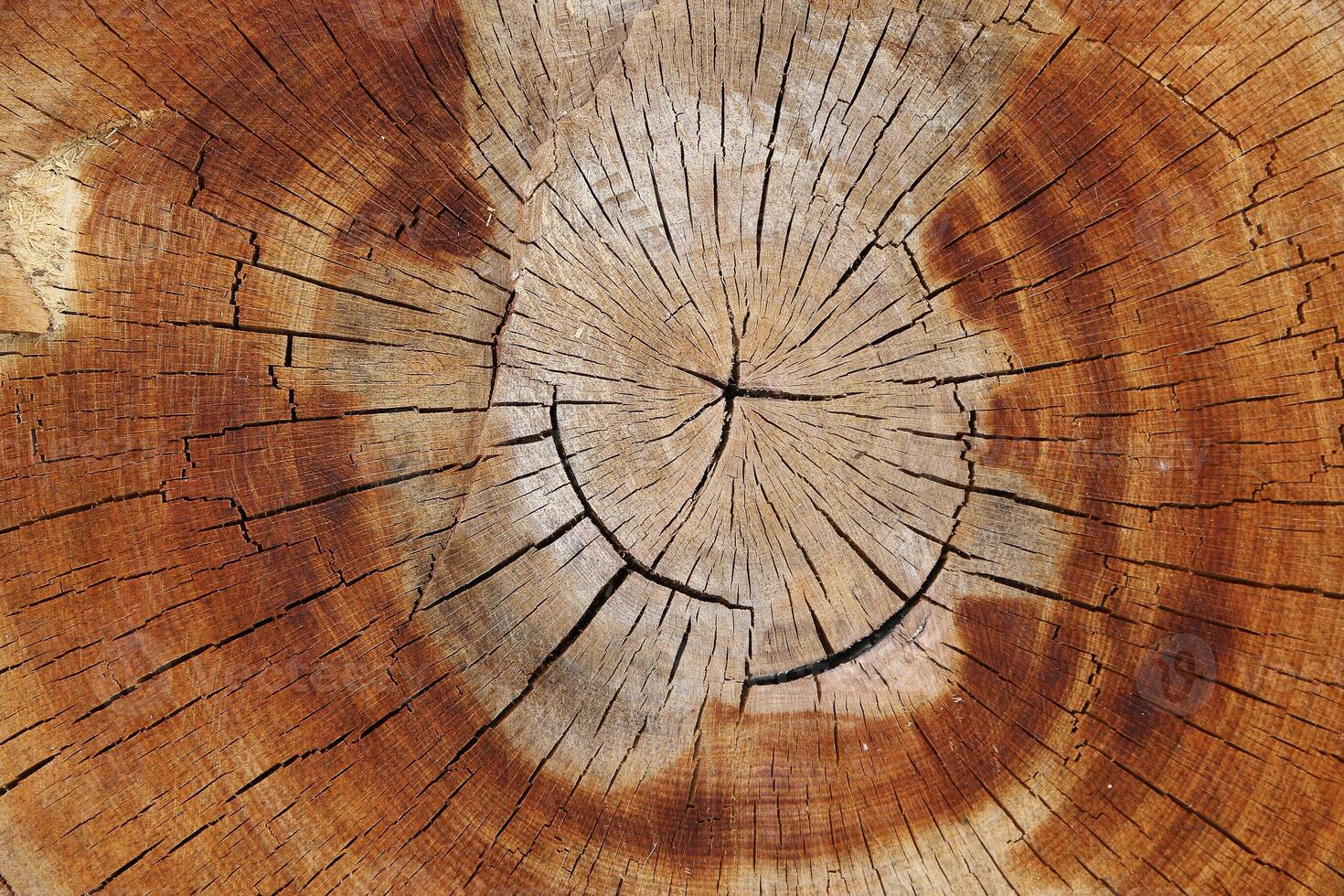 Wood texture of cut tree trunk, close-up photo