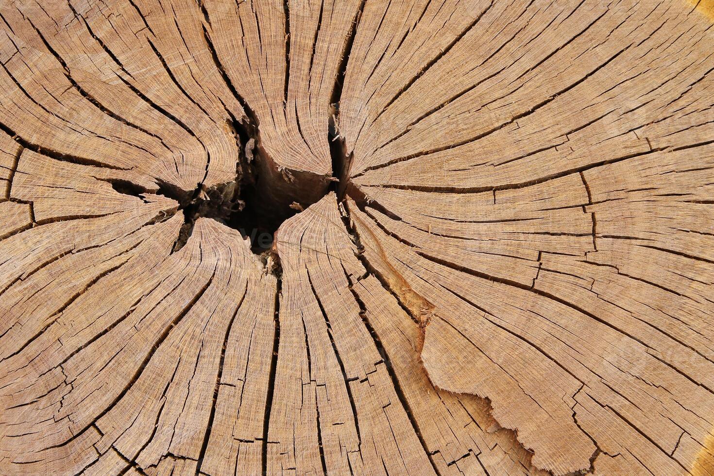 Wood texture of cut tree trunk, close-up photo