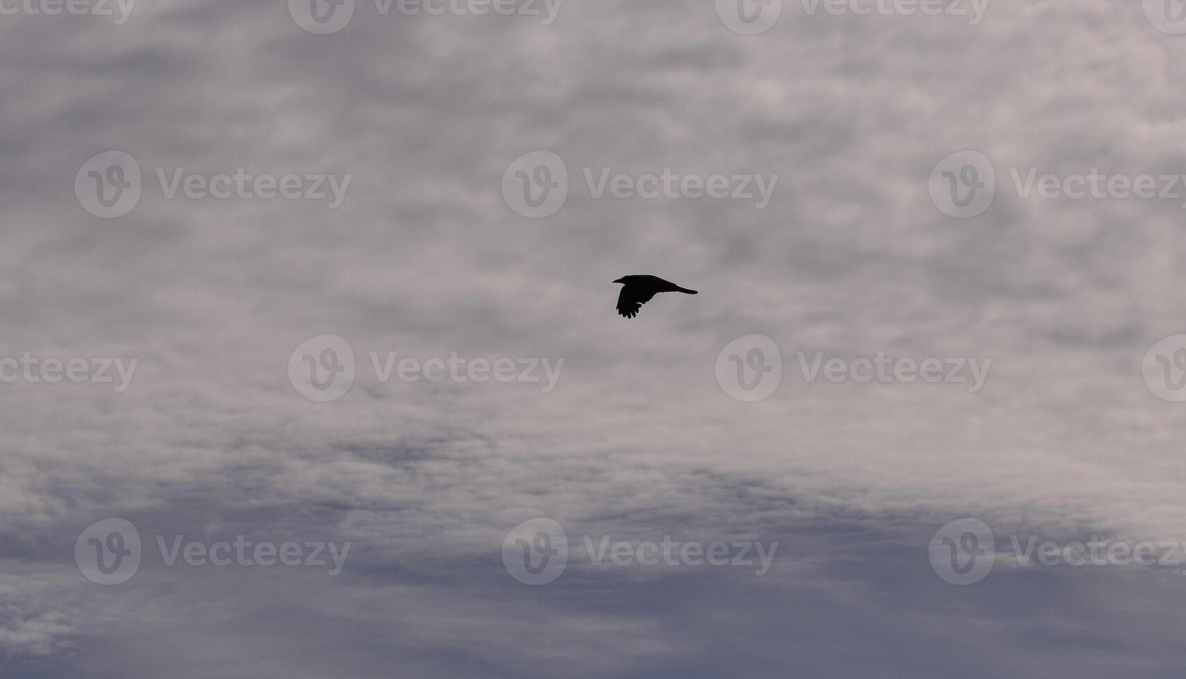 black birds flying on a cloudy sky photo