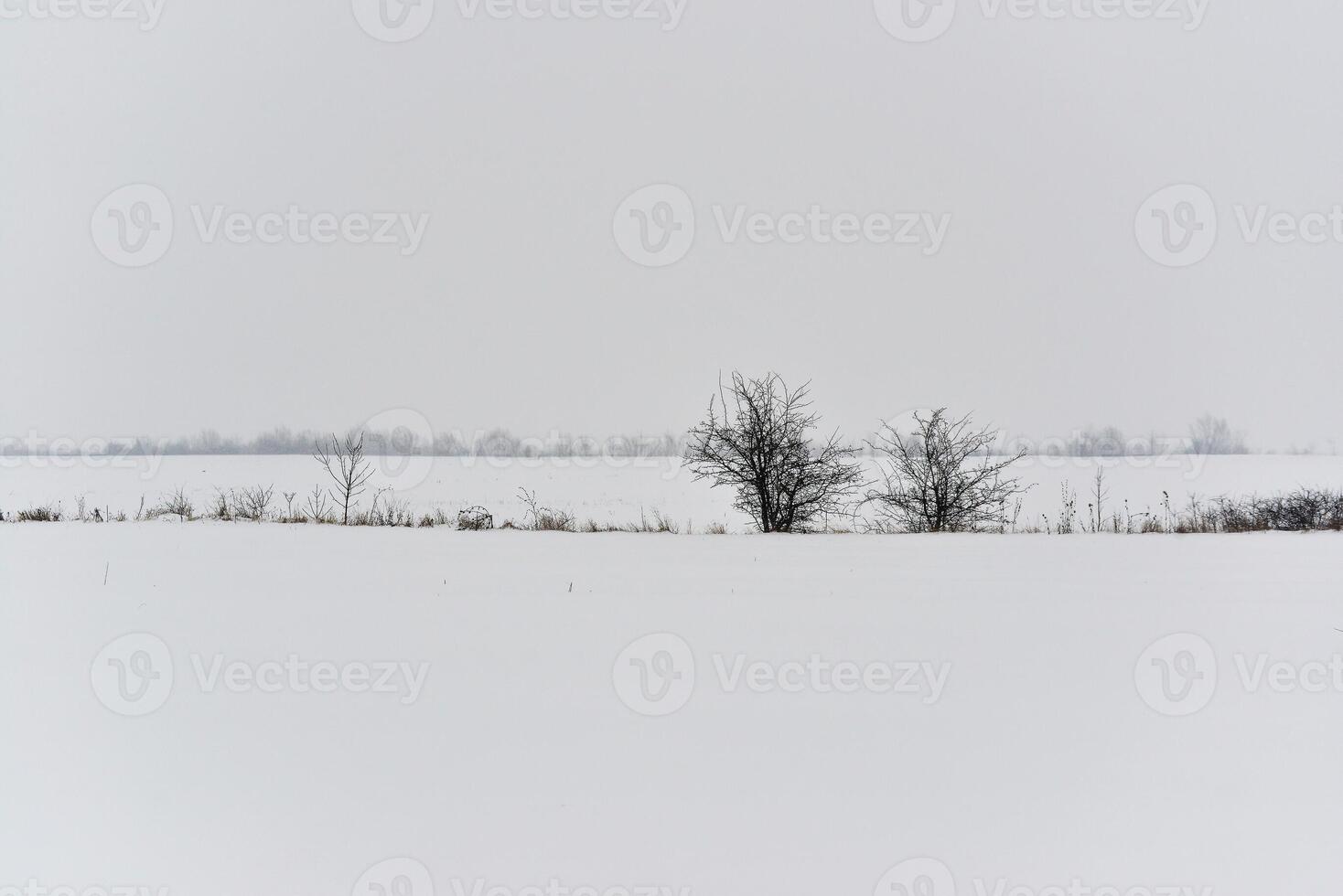 Winer scenery. Empty open field of snow photo