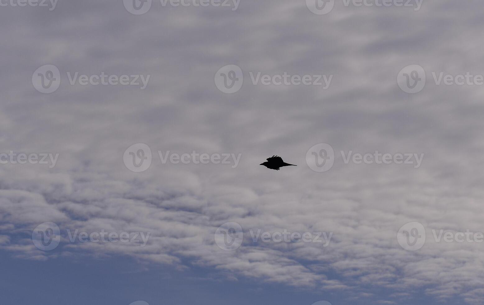 black birds flying on a cloudy sky photo