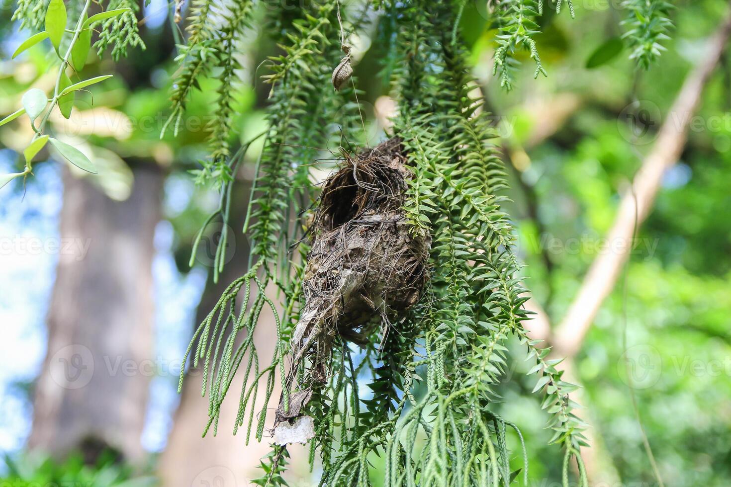 Singapore botanical gardens. Bird nest hanging from the tree photo
