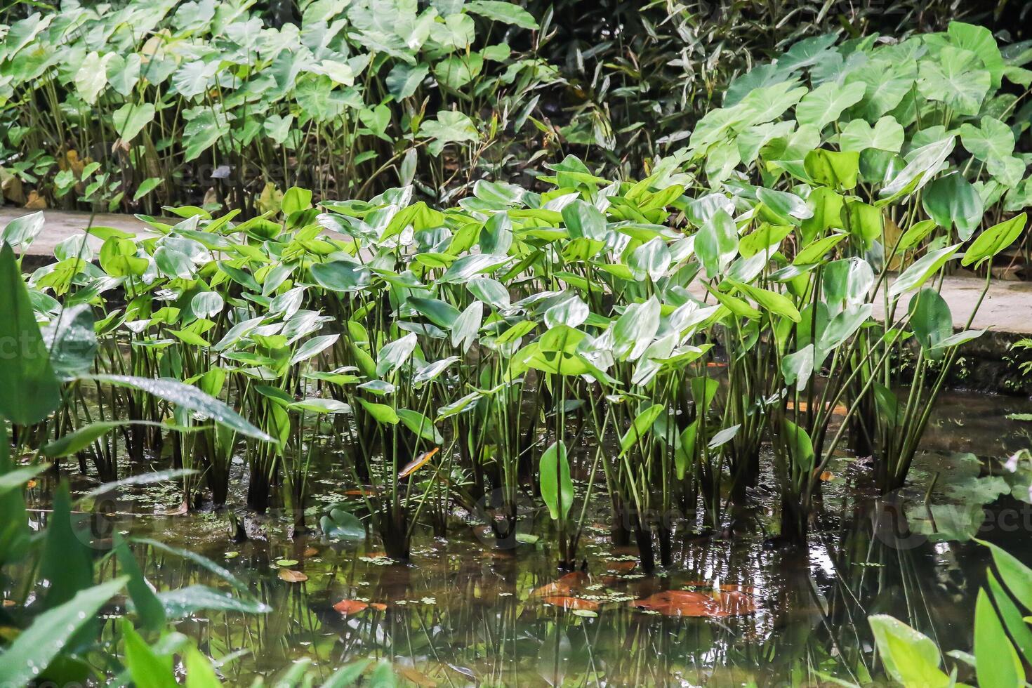 pond with water lilies, river tropical oasis tropical nature photo