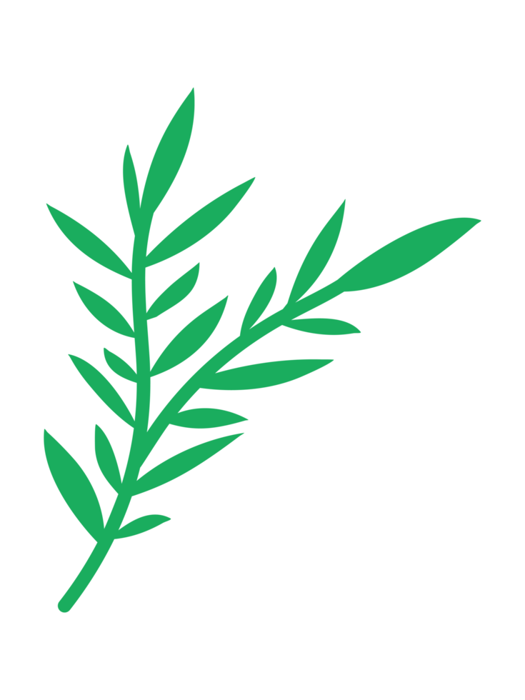Ornaments Hand Drawn Nature Leaf Element png