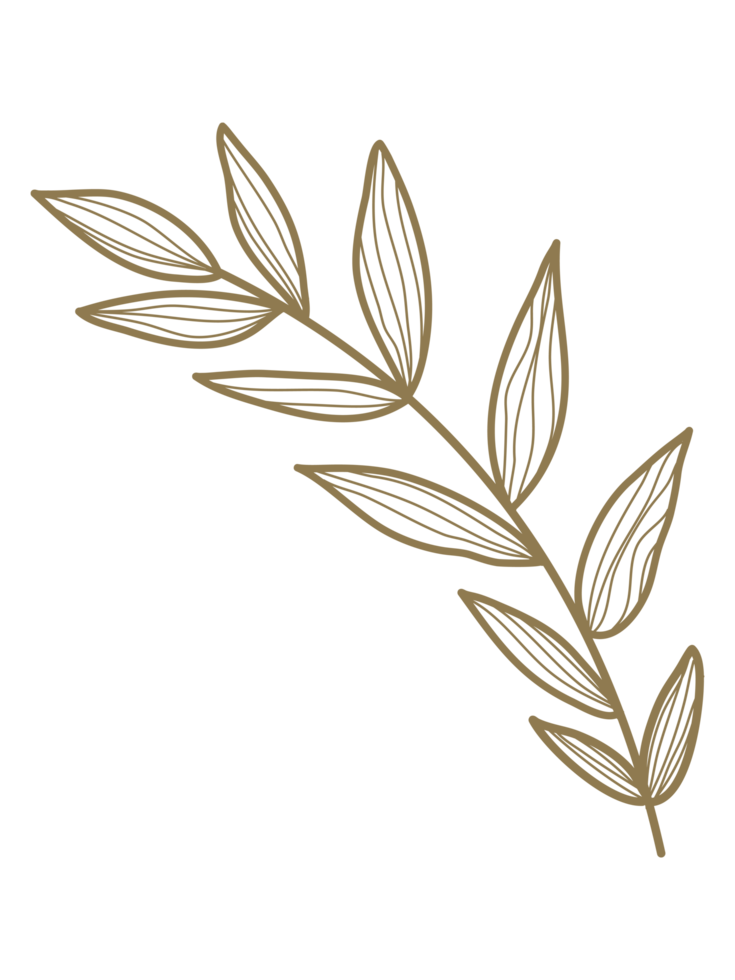 Ornaments Hand Drawn Nature Leaf Element png