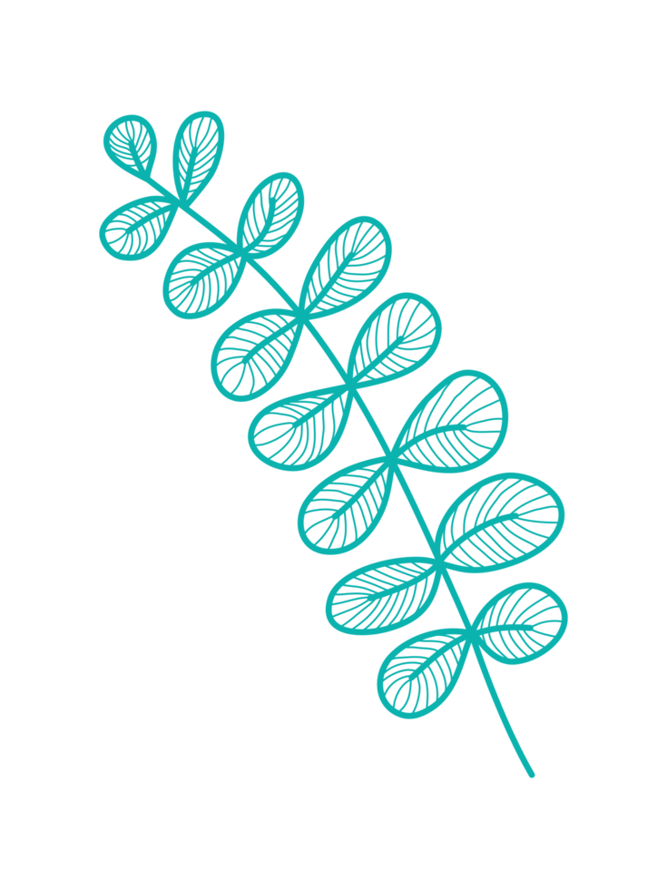 Ornaments Hand Drawn Nature Leaf Element png
