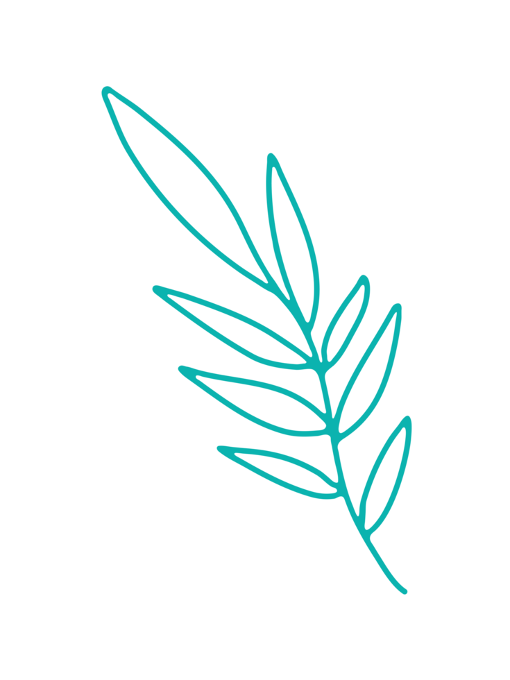 Ornaments Hand Drawn Nature Leaf Element png